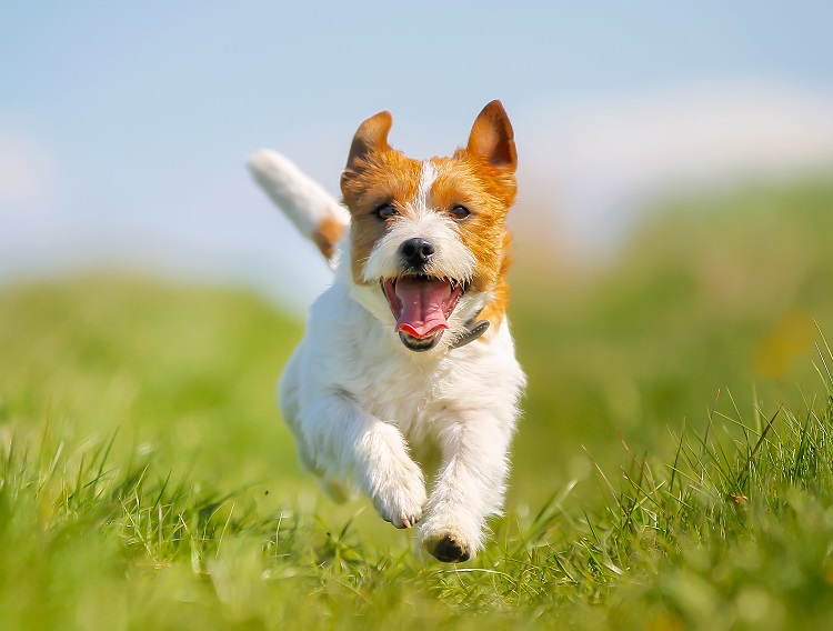 bonheur animal bien-être chat chien heureux