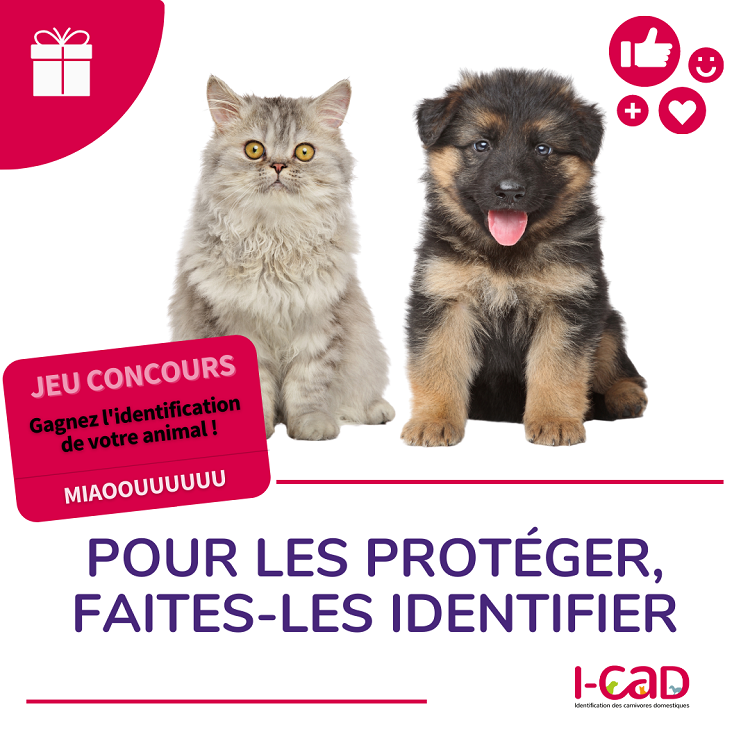 jeu, concours, instagram, identification, chien, chat