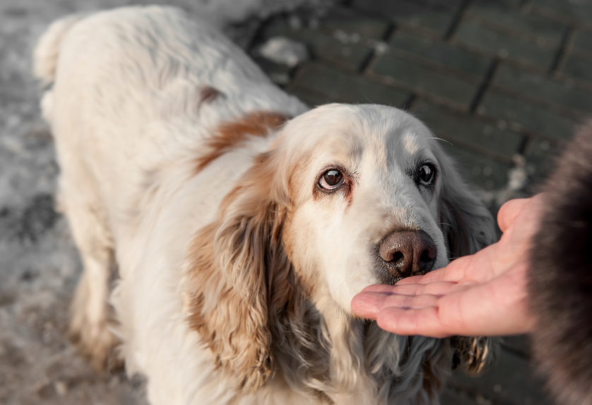 chien peur hommes