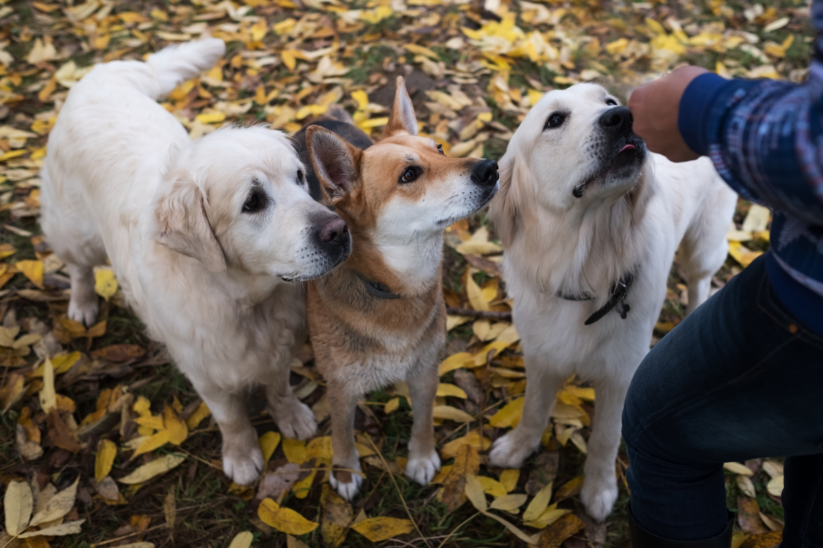 groupe chiens