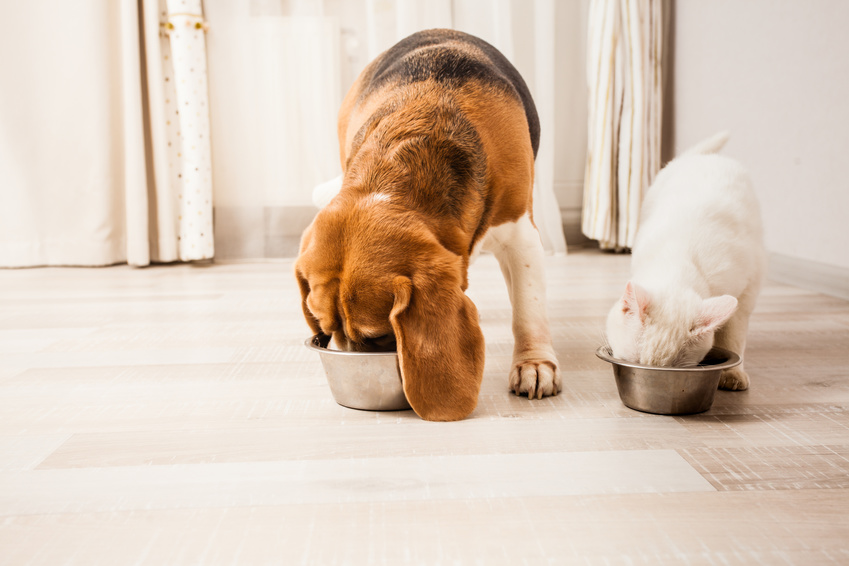 alimentation domestication chien chat