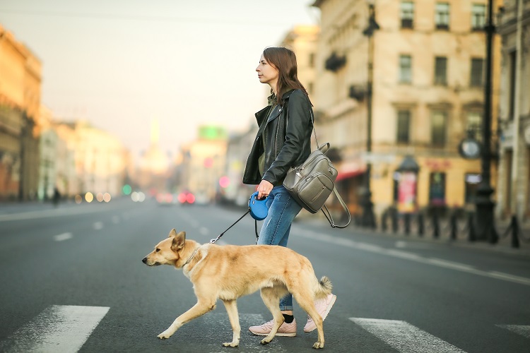 Jeune urbain chien