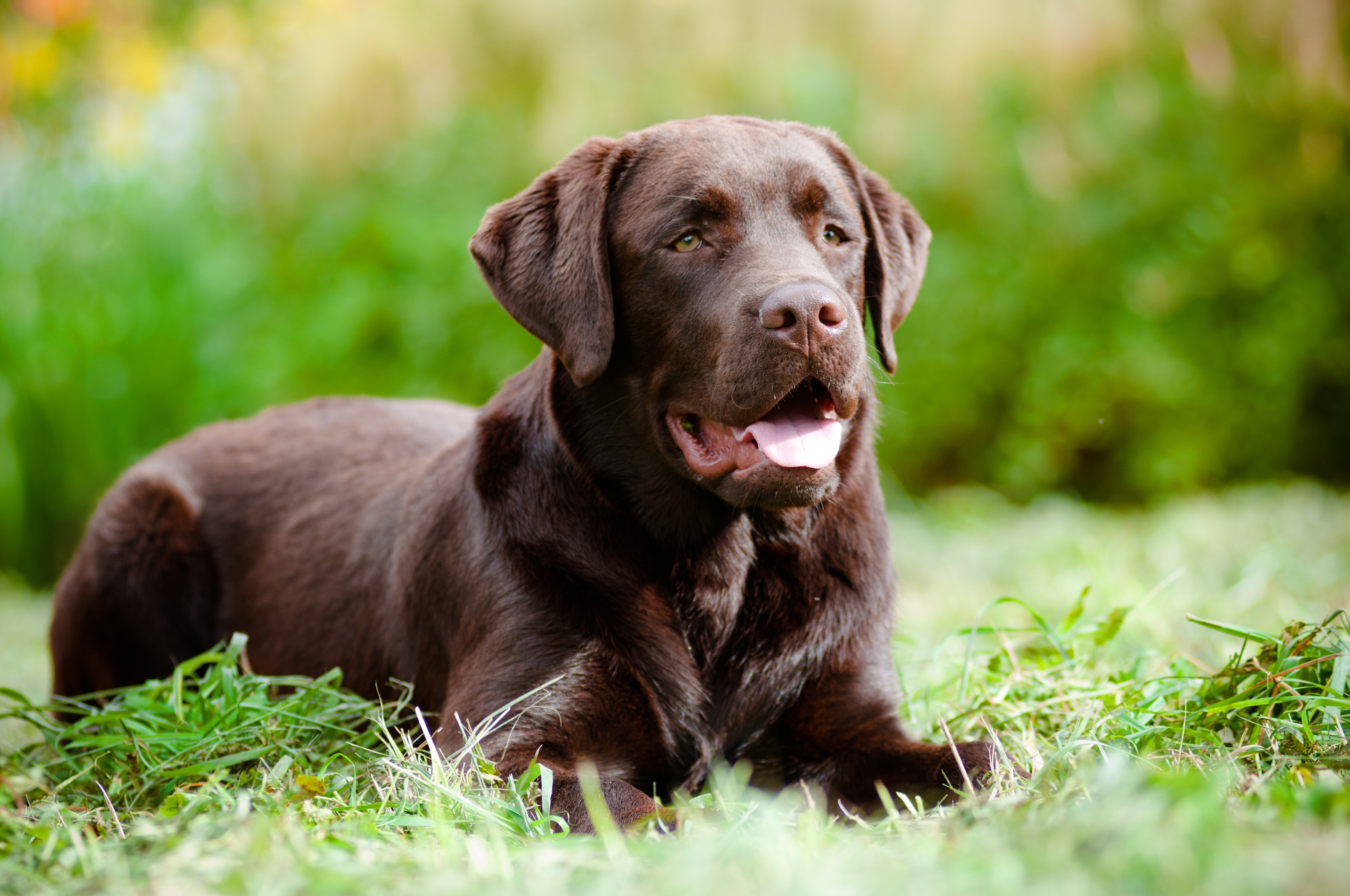 Dermatite atopique canine