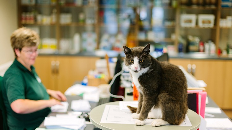 chien, chat, animal, perte, document d'identification