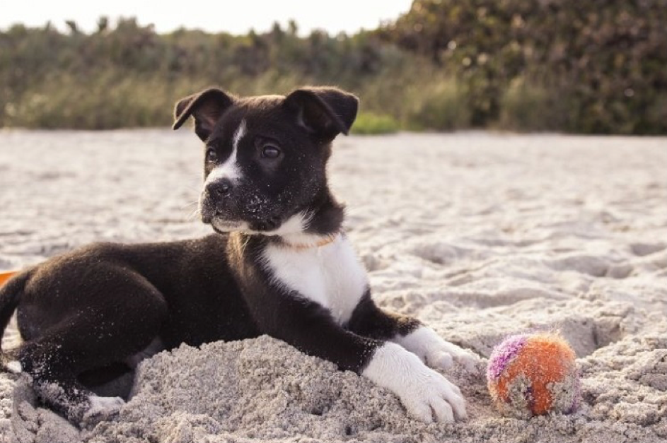 Chien plage