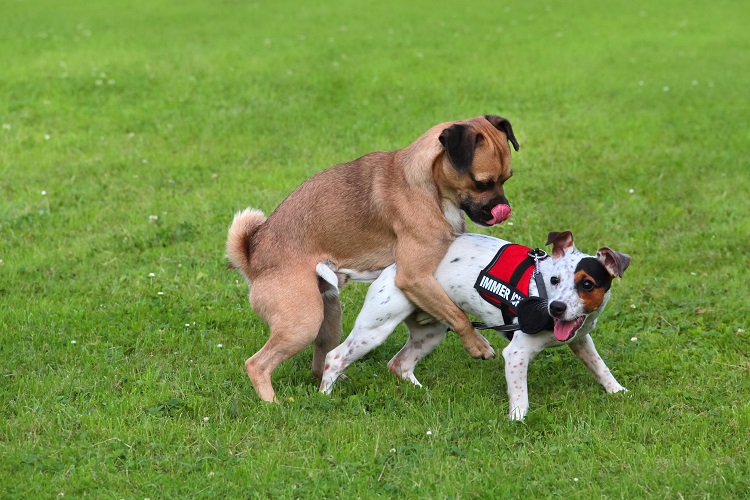 Chien sexualité hormones chaleurs testostérone