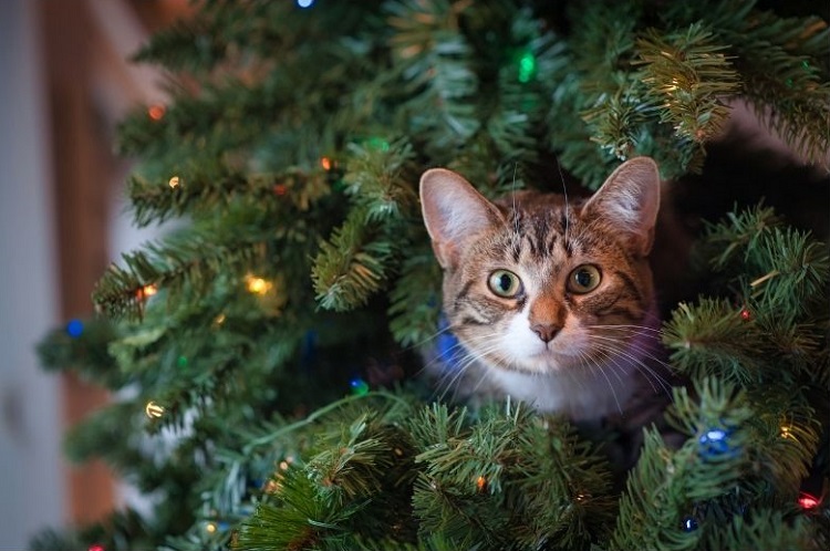 chat sapin Noël