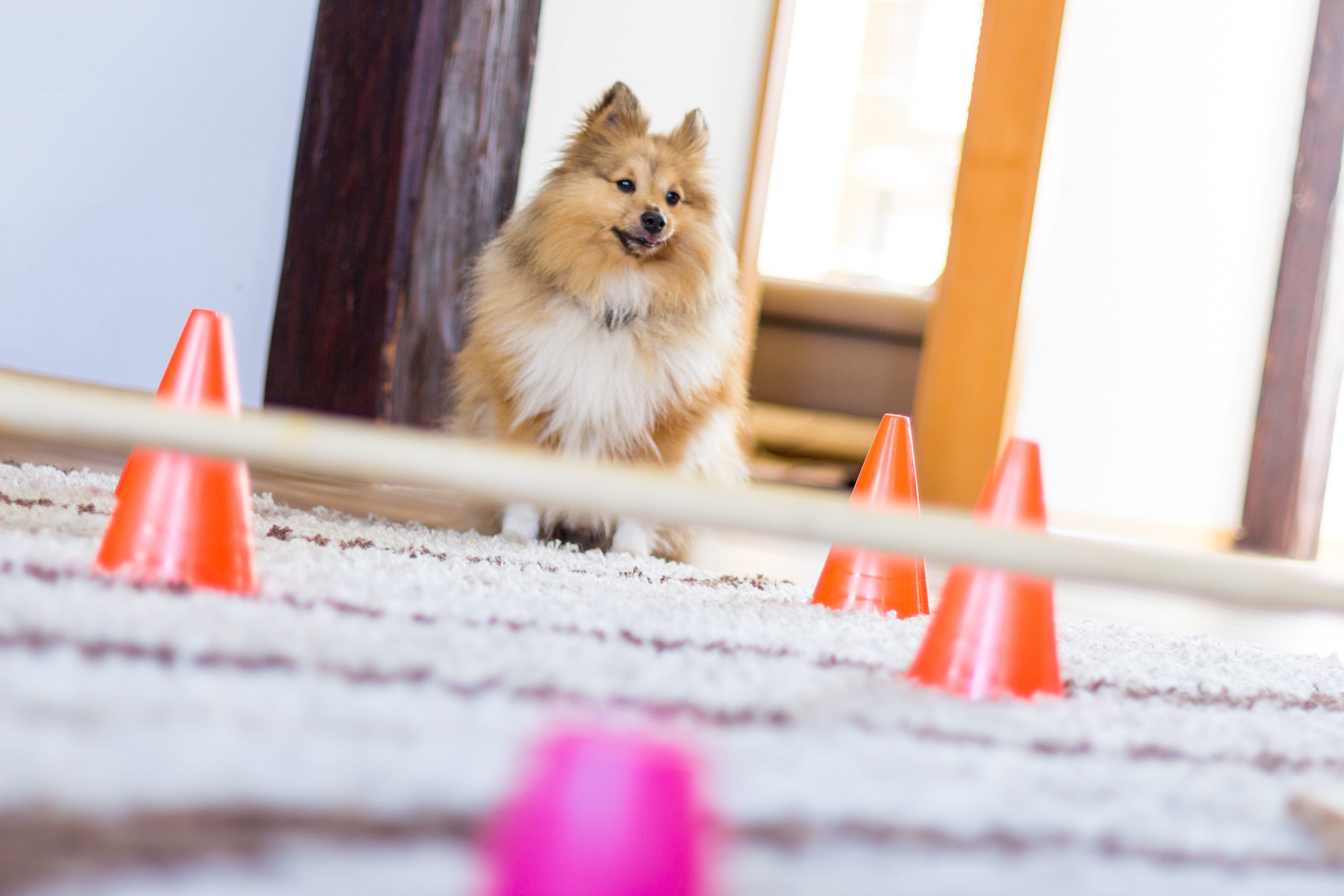 activités chien confinement