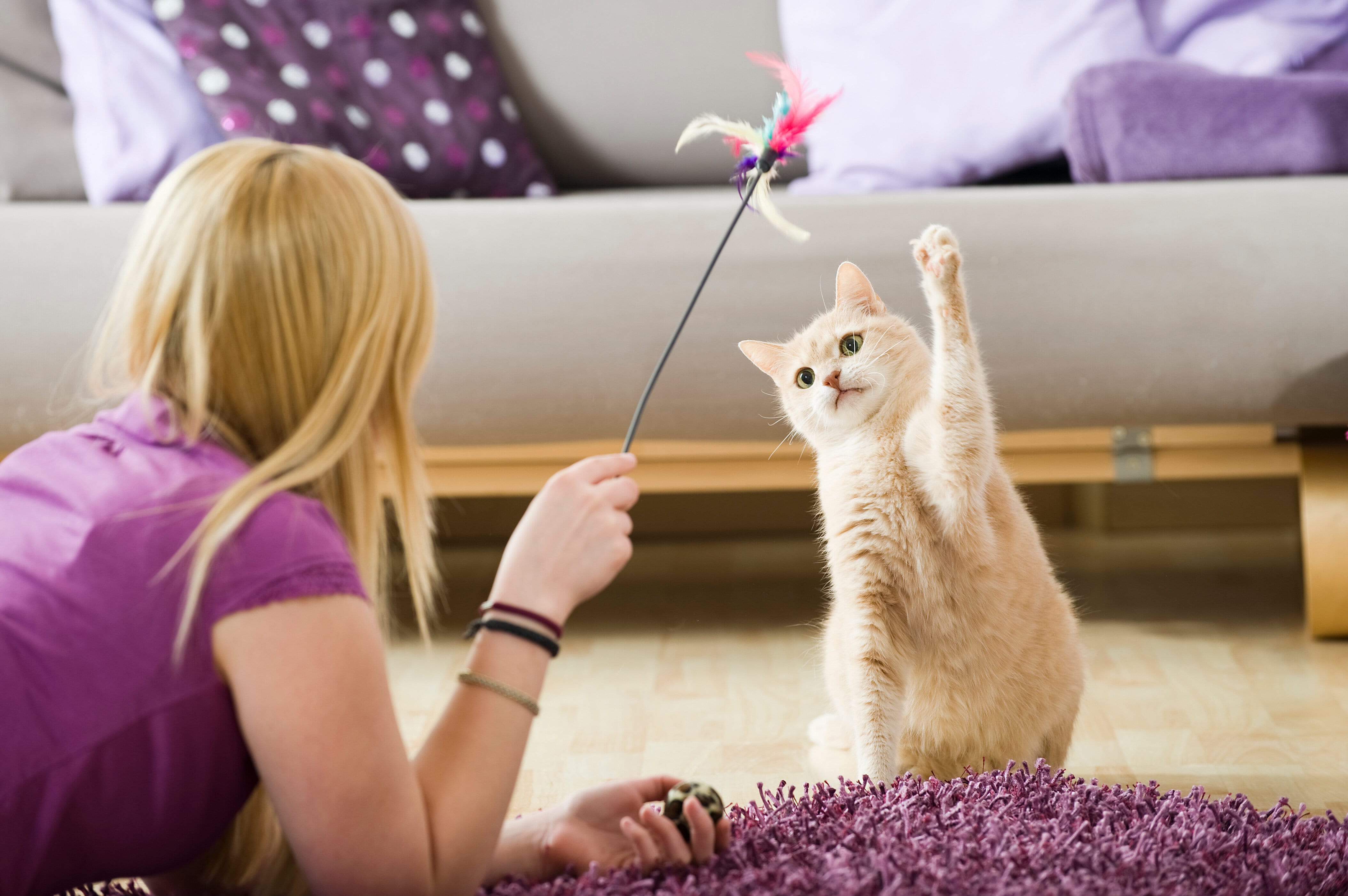 Jouer avec son chat durant le confinement activités