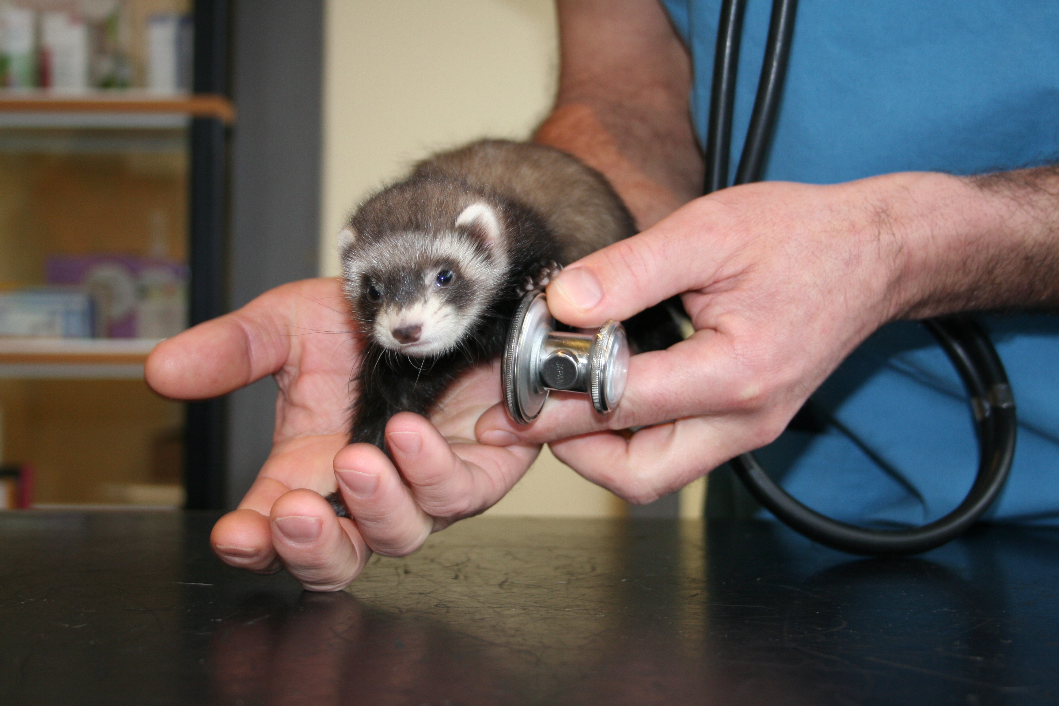 Affections respiratoire furet