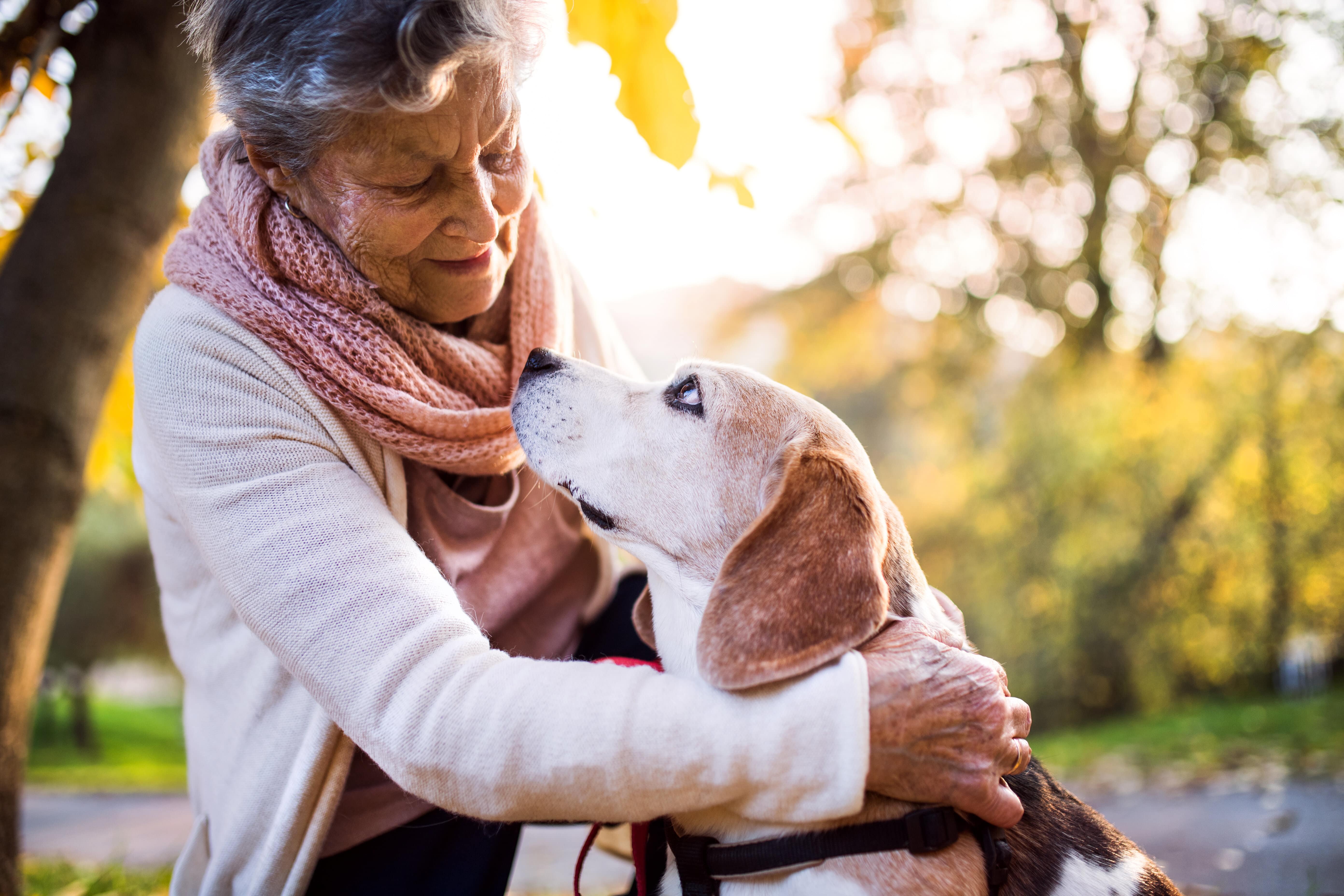 allergies humaines canines 