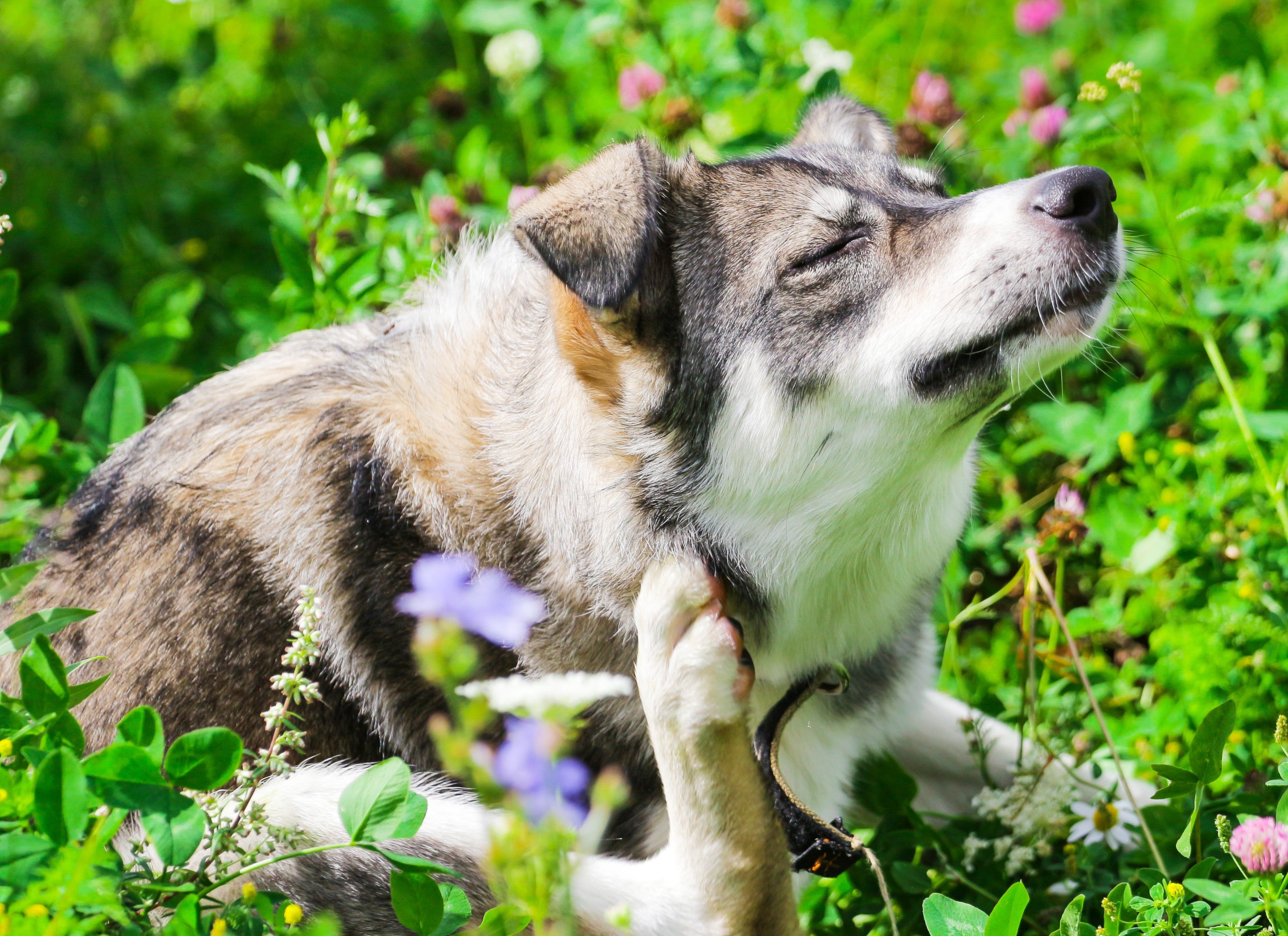 antiparasitaire chien