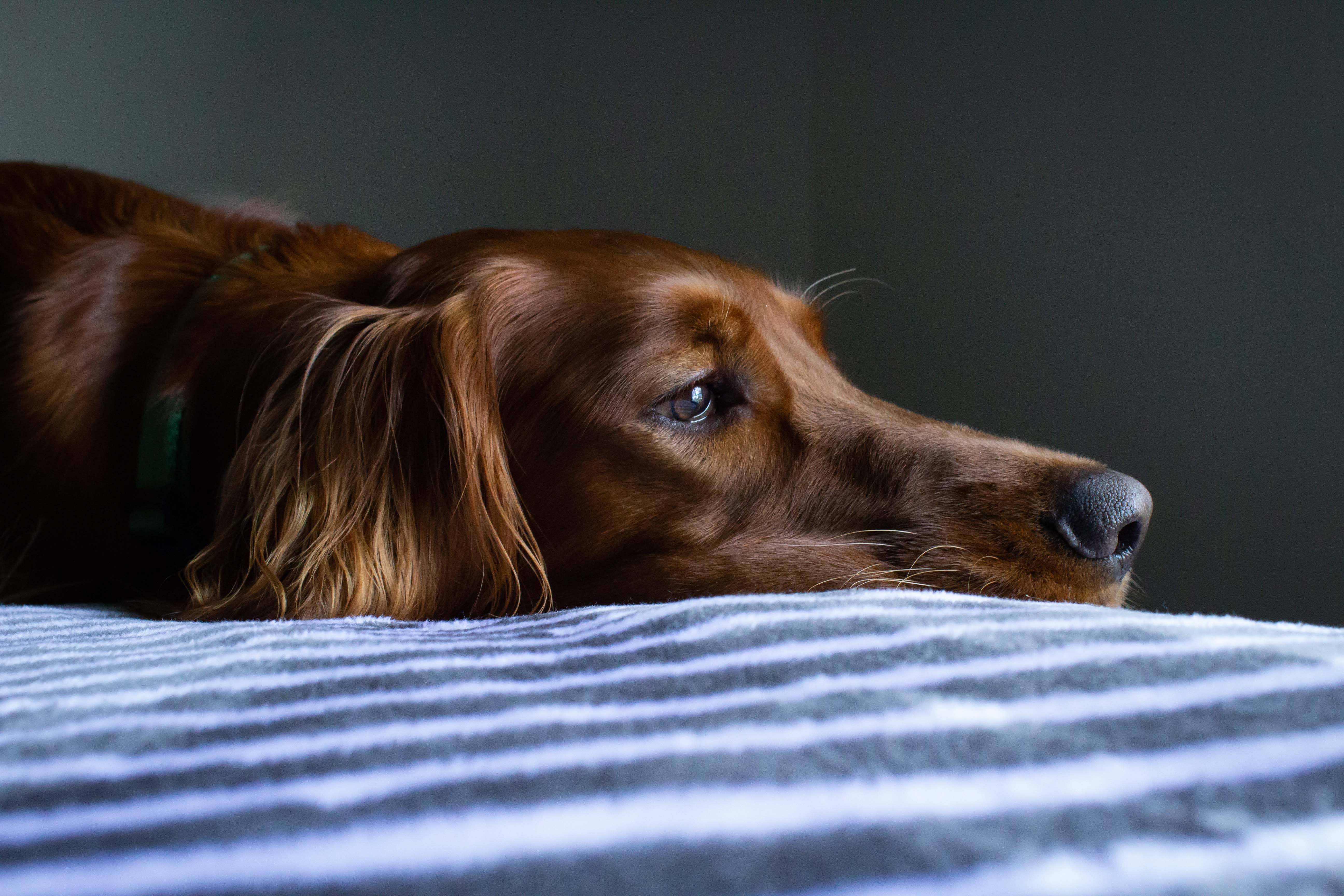 chien alimentation peau