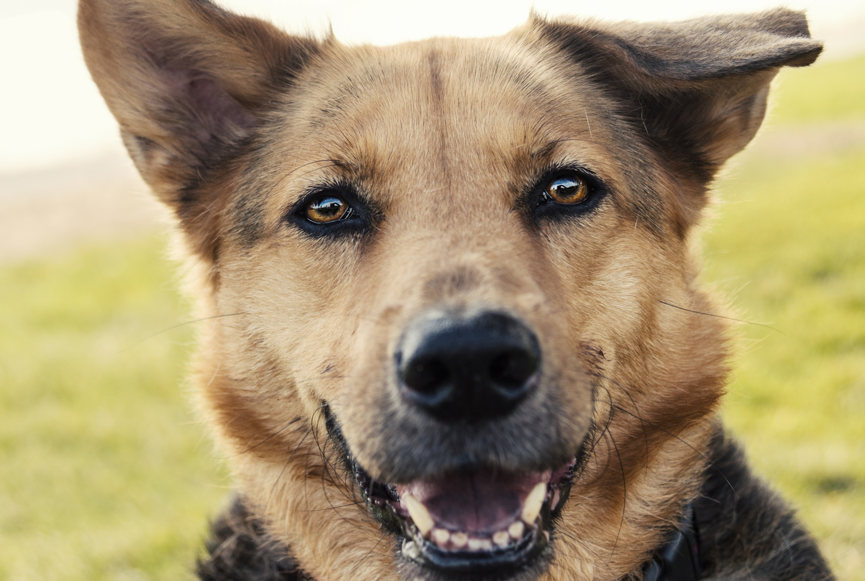 cerveau chien