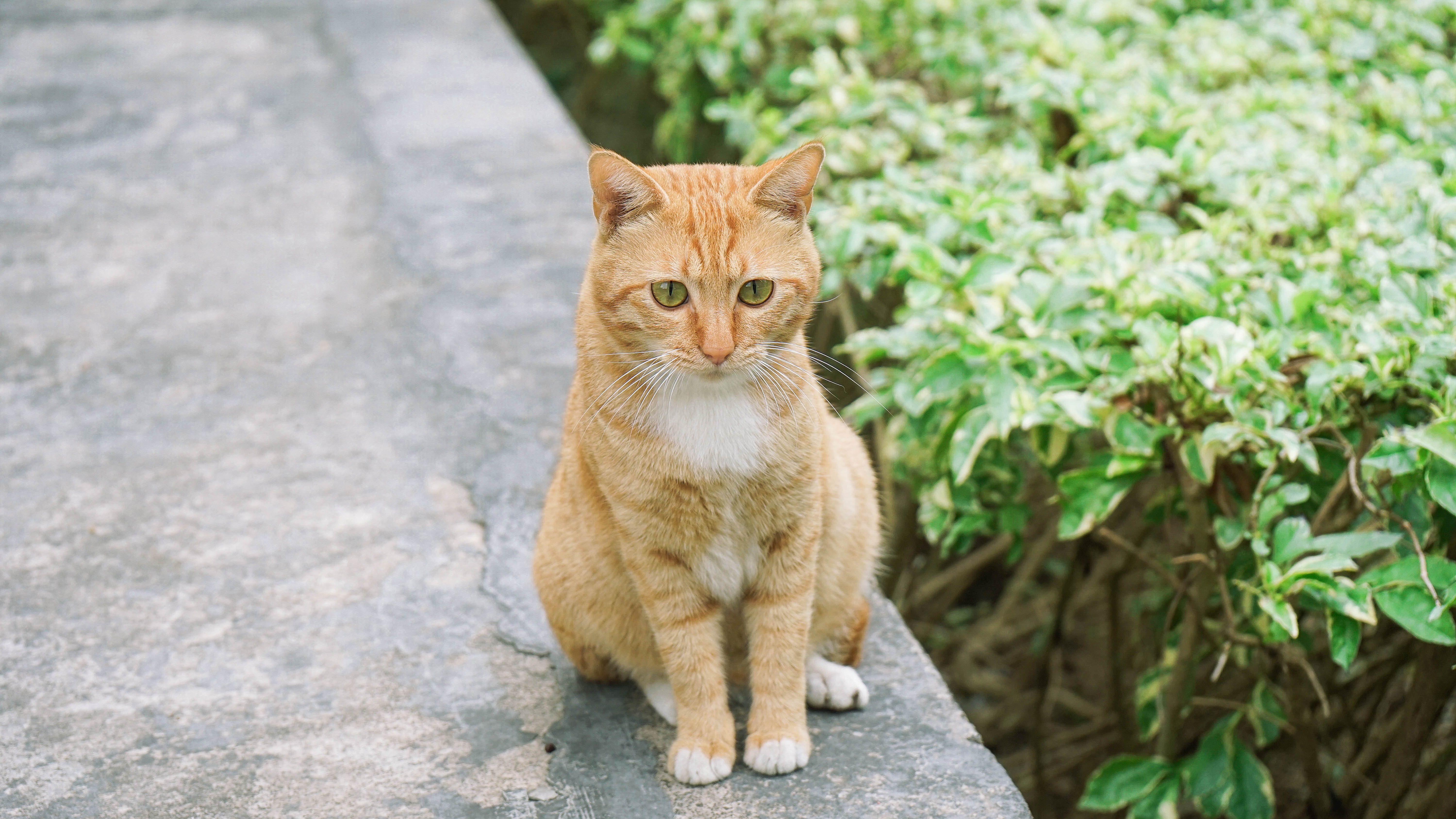 Calmer les chaleurs d’une chatte