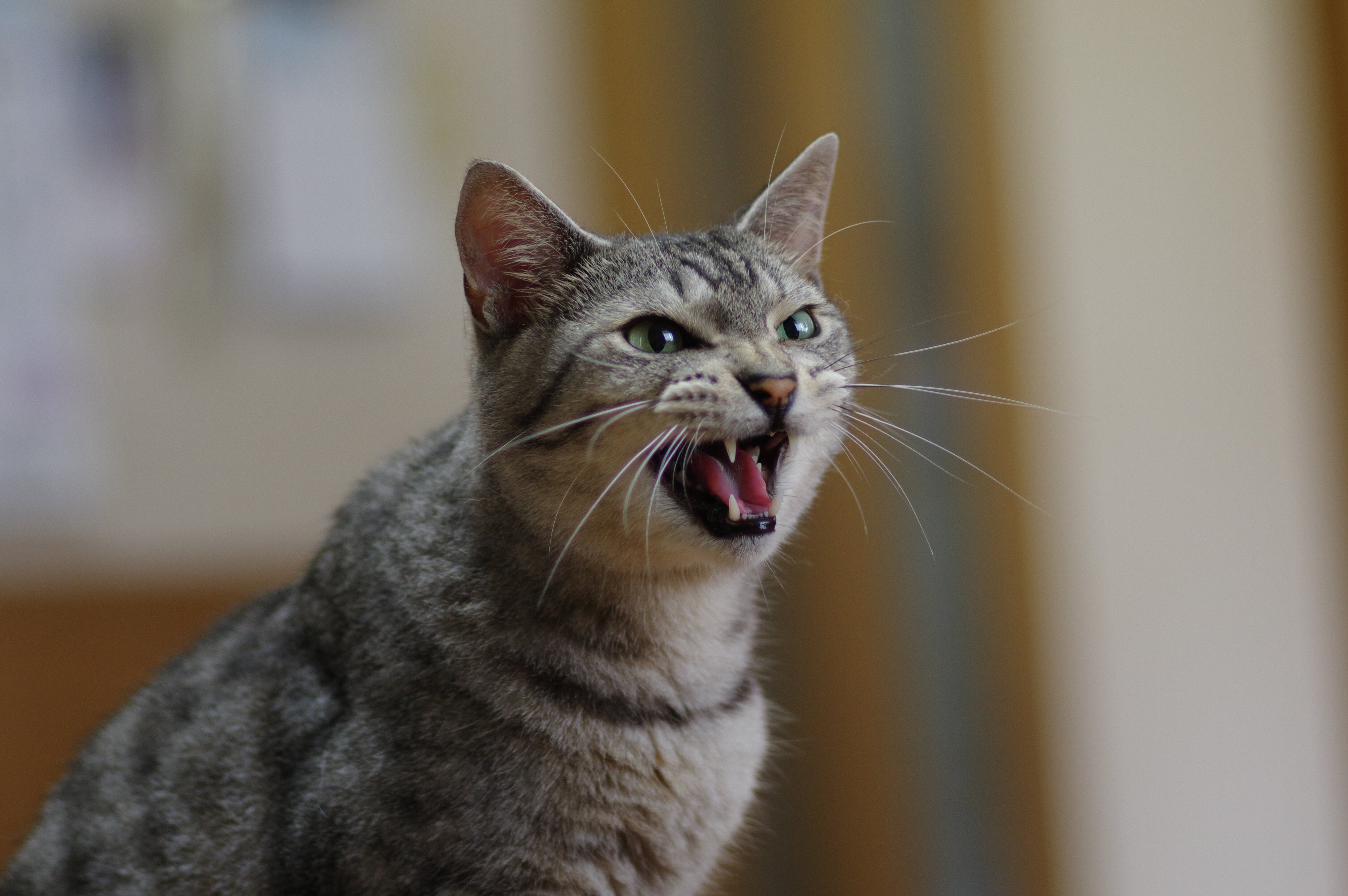 chat milaulements nocturnes