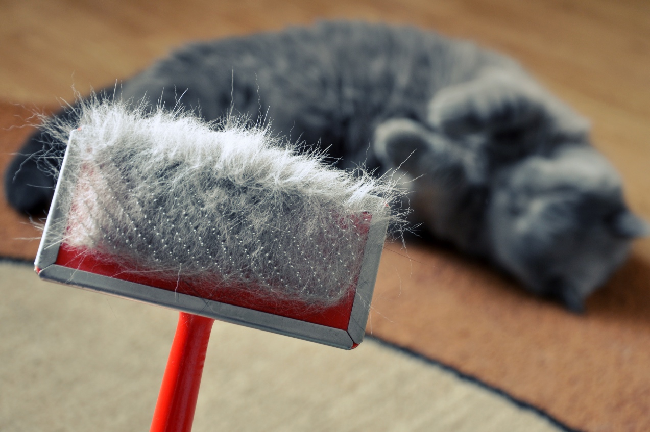 mon chat perd beaucoup de poils que faire