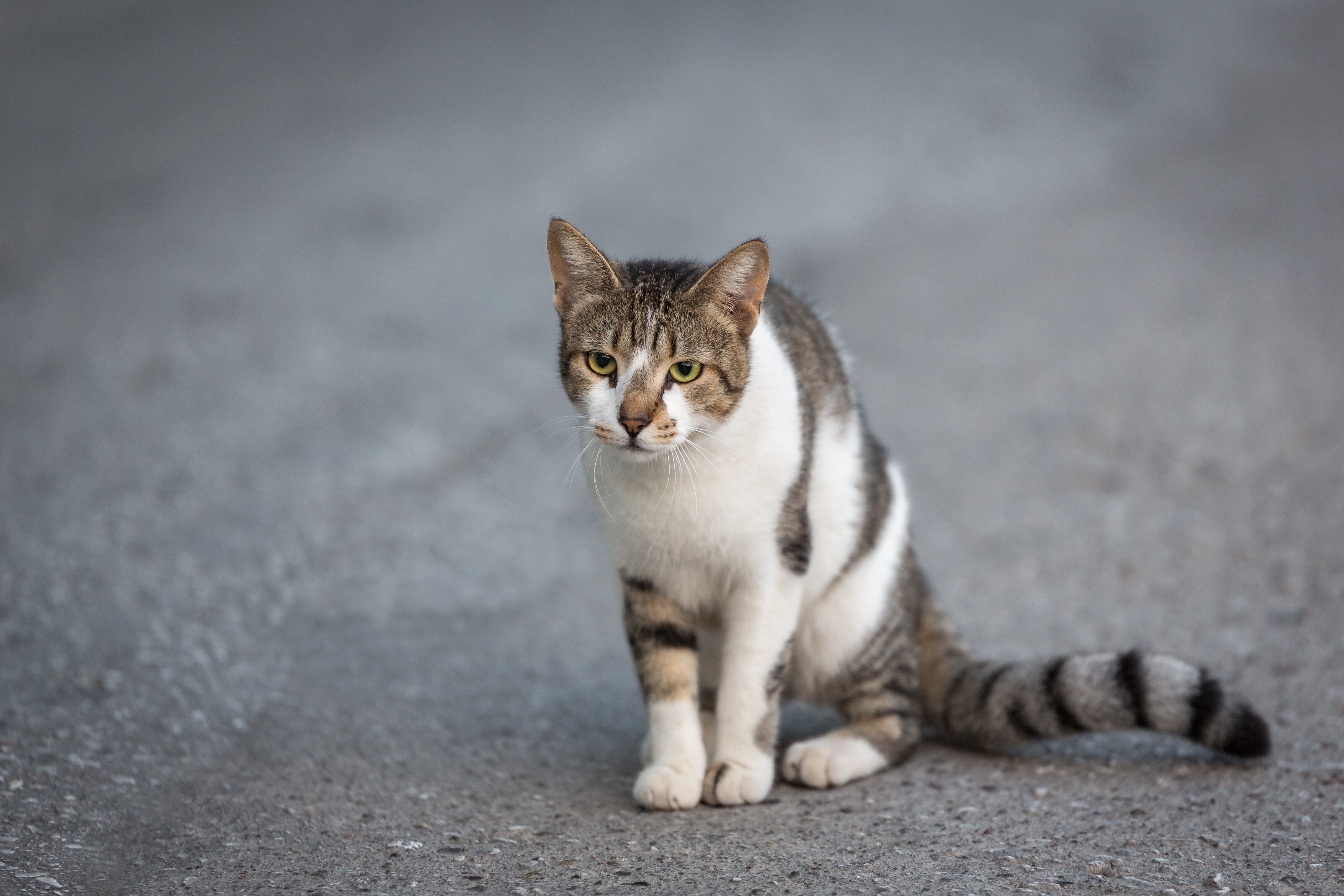 Chat perdu : nos conseils de recherche pour le retrouver - Filalapat