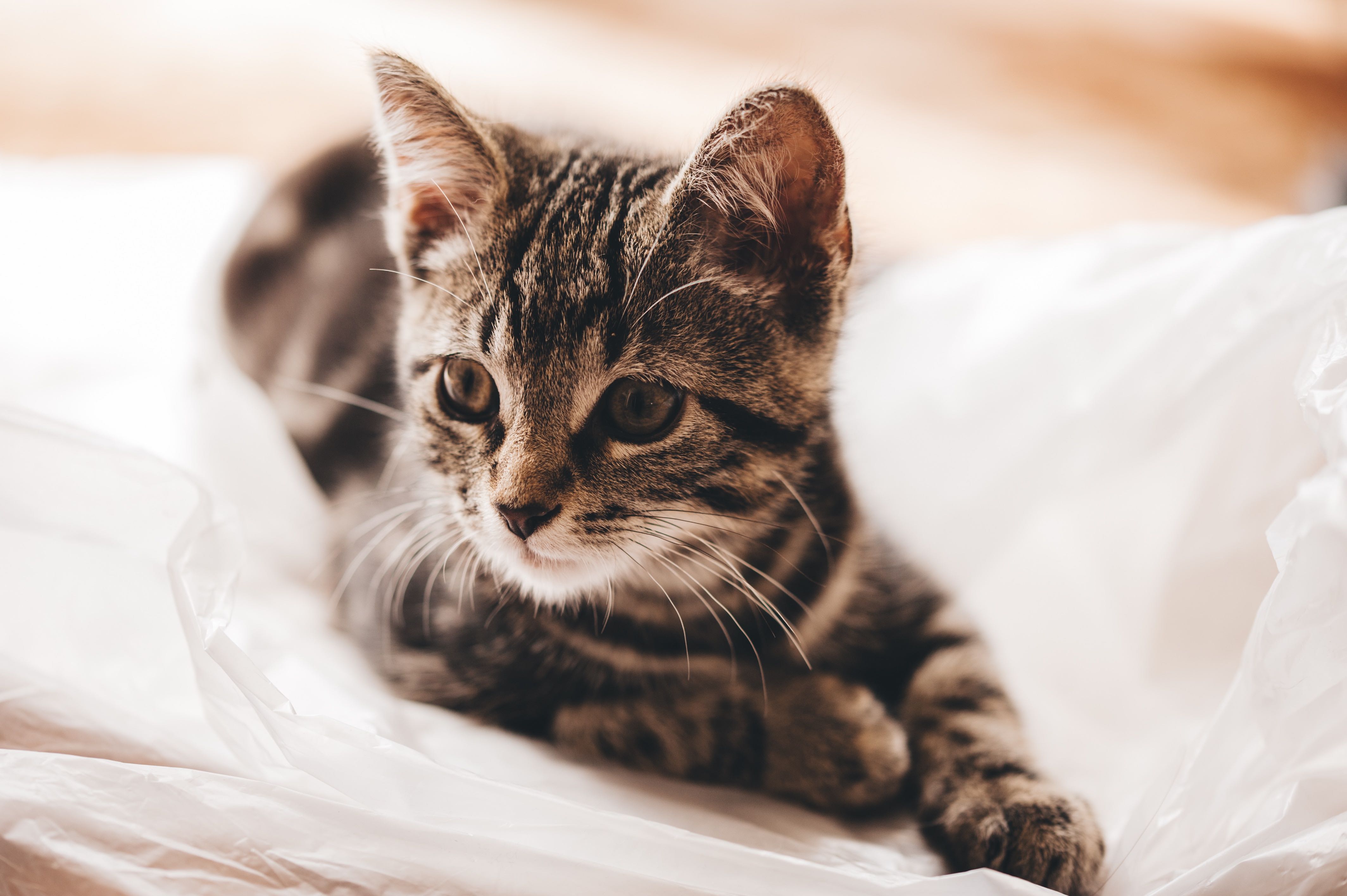 Stérilisation chat