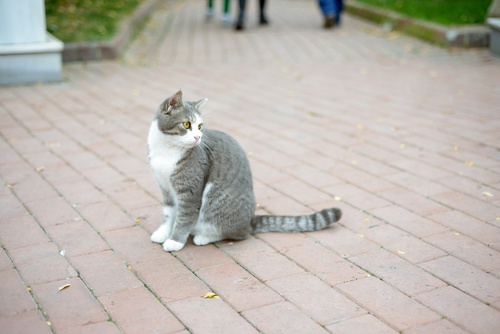 Chat Perdu