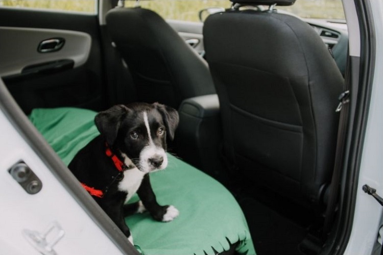 chien voiture voyage