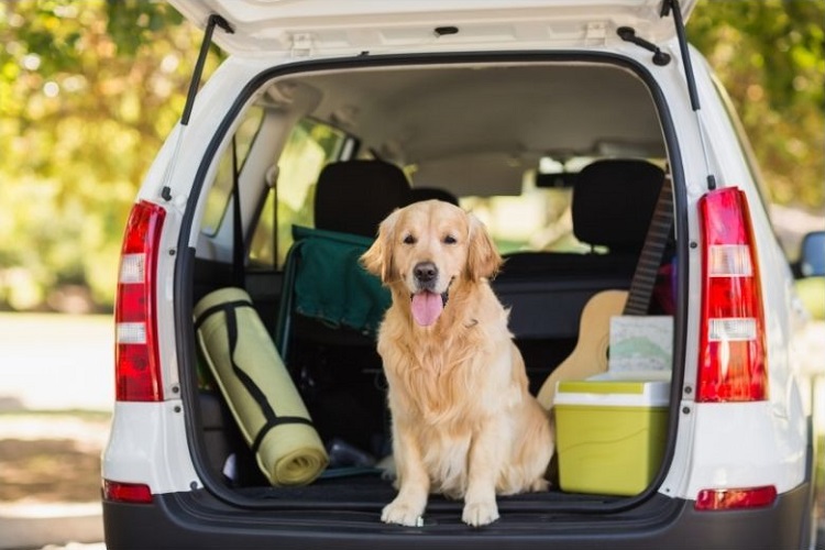 chien voiture sud