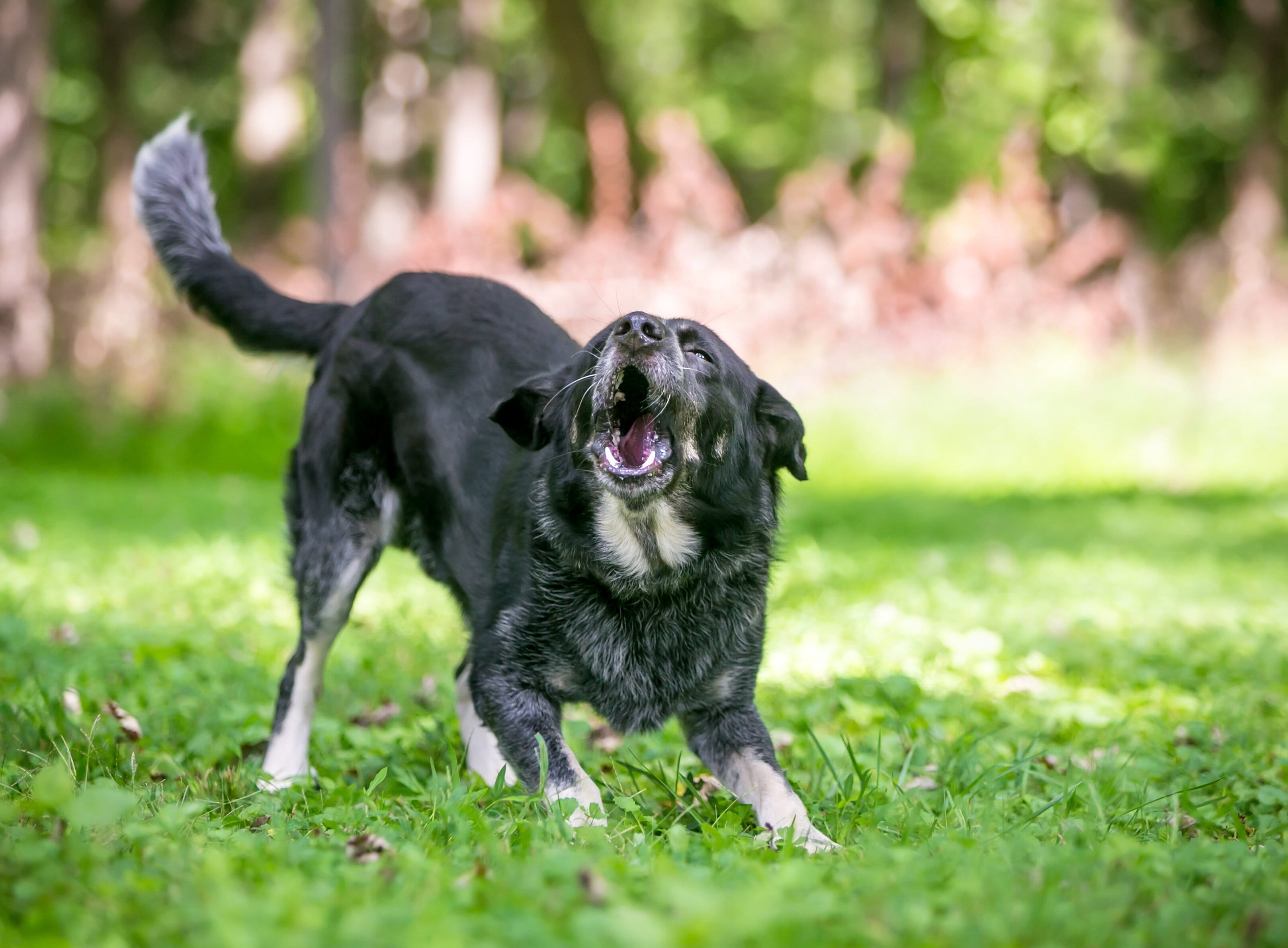 chien aboie maitre