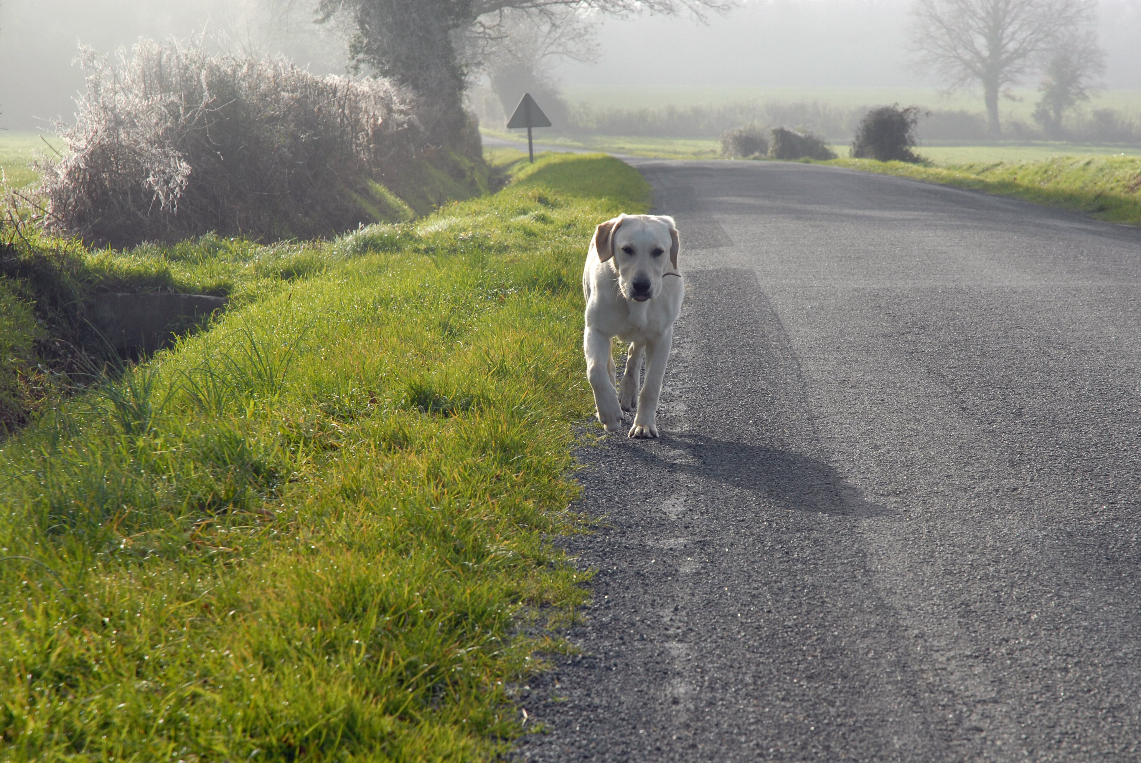 chien perdu