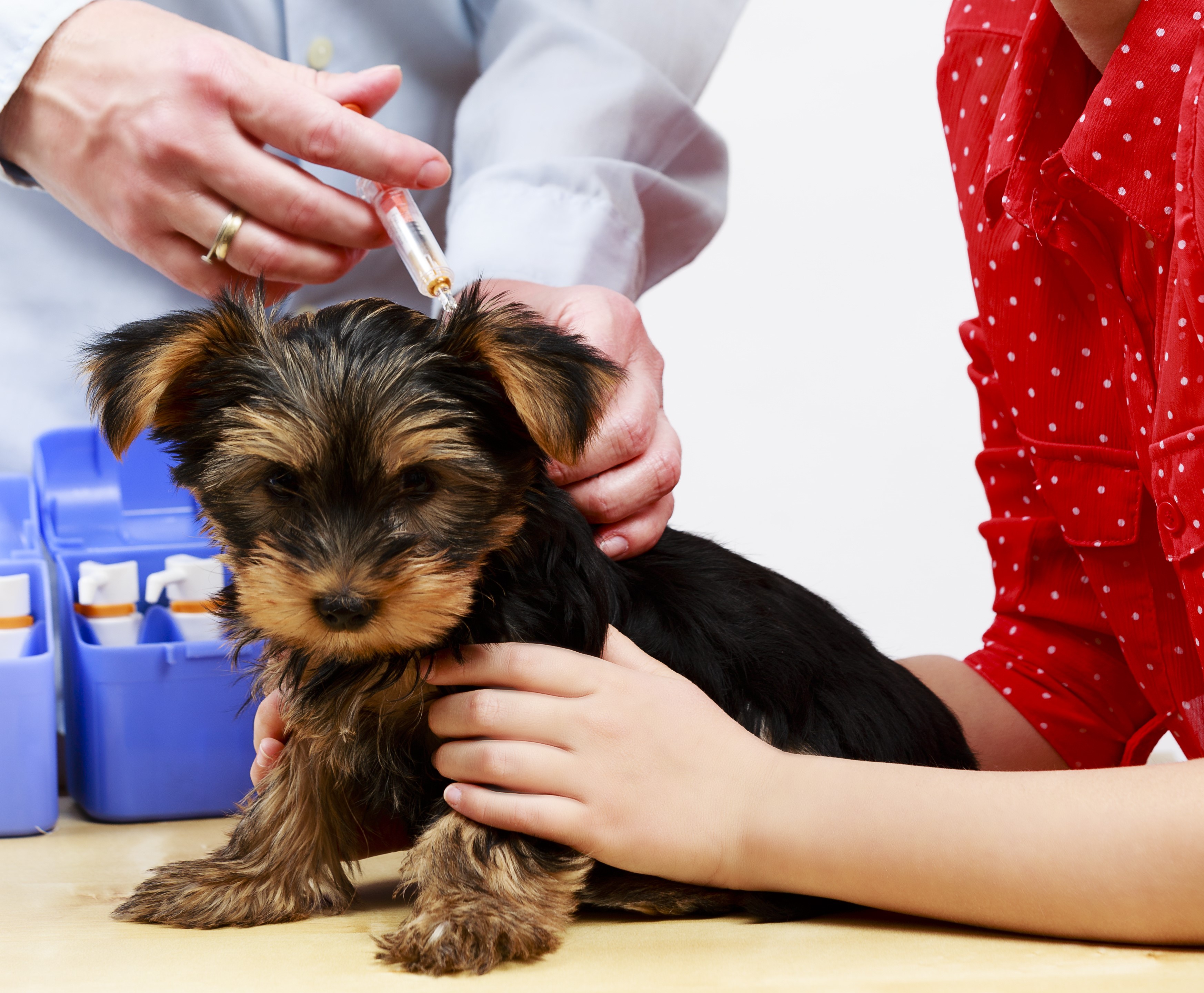 chien primovaccination