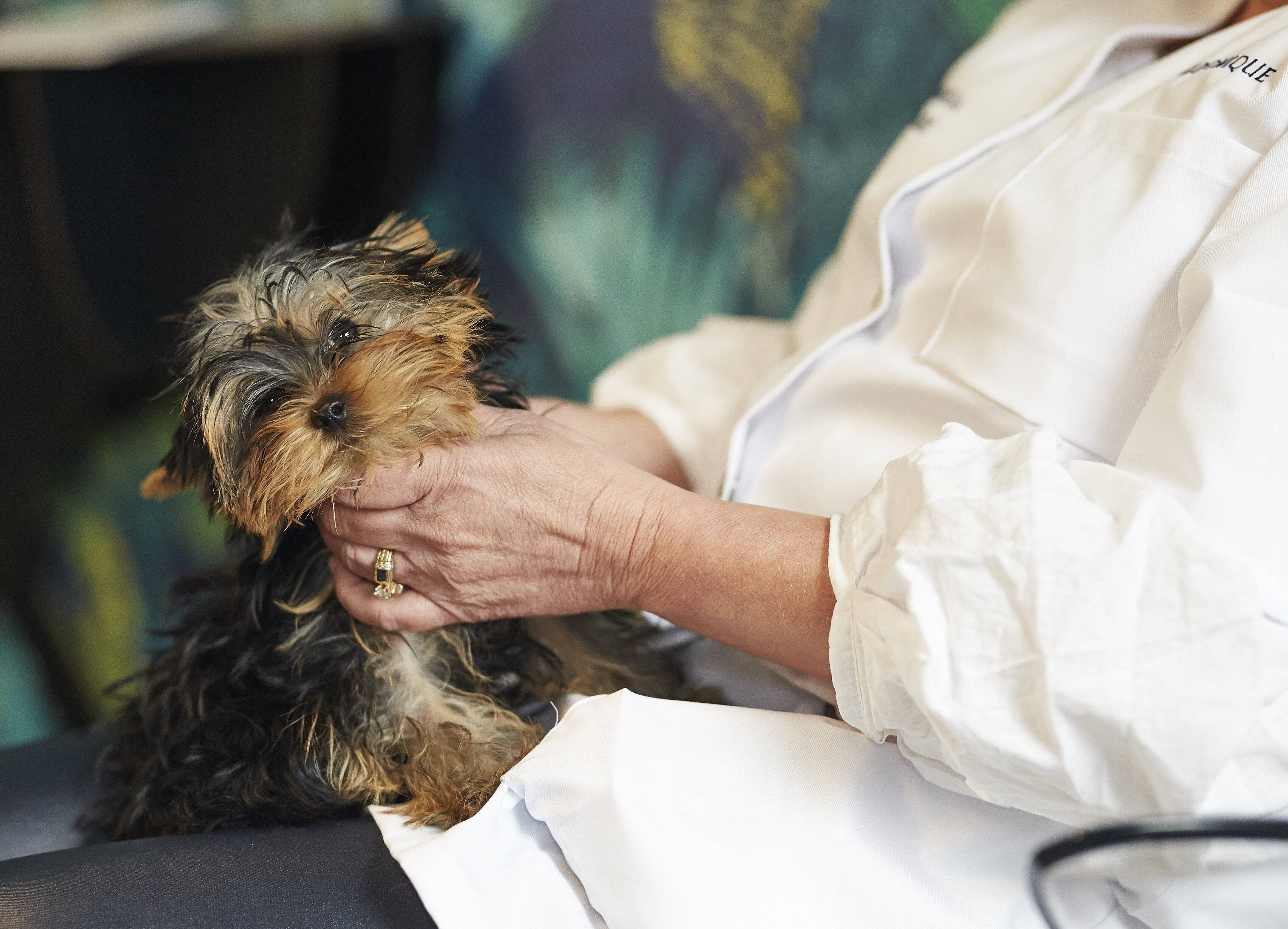 stérilisation chien