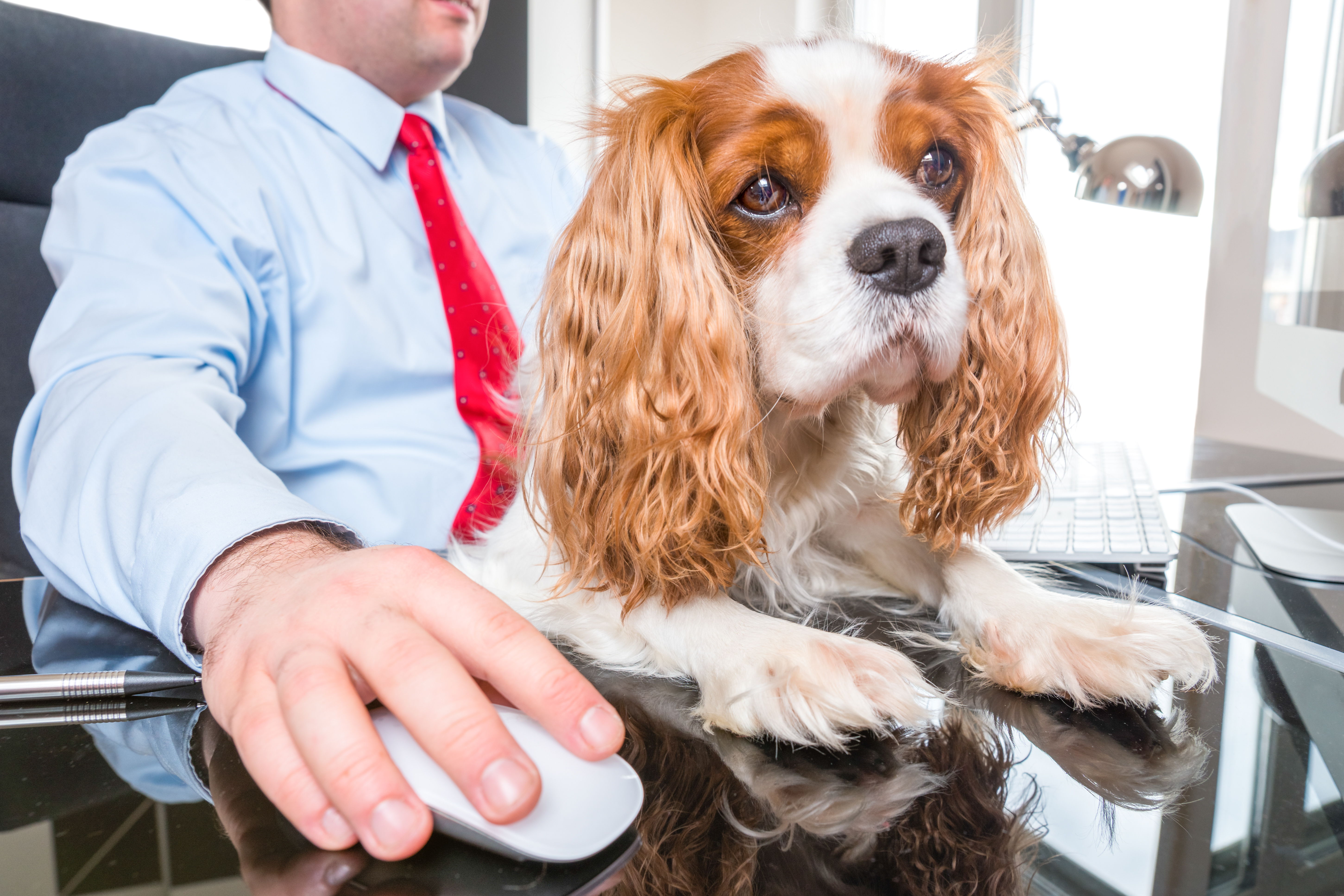 chien au travail