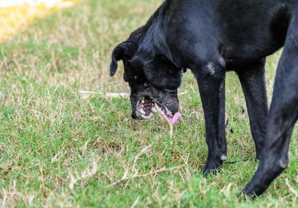 Vomissement du chien : que faire si mon chien vomit ?