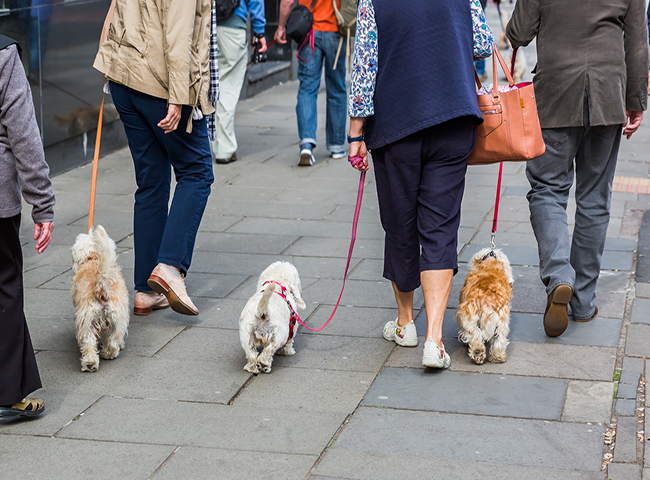 chiens citadins