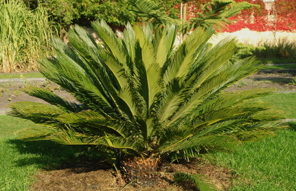 cycas danger chien