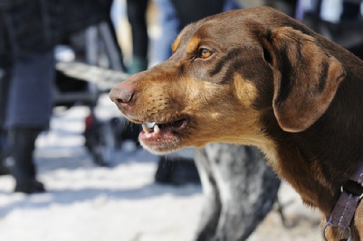 grognement, chien, emotion