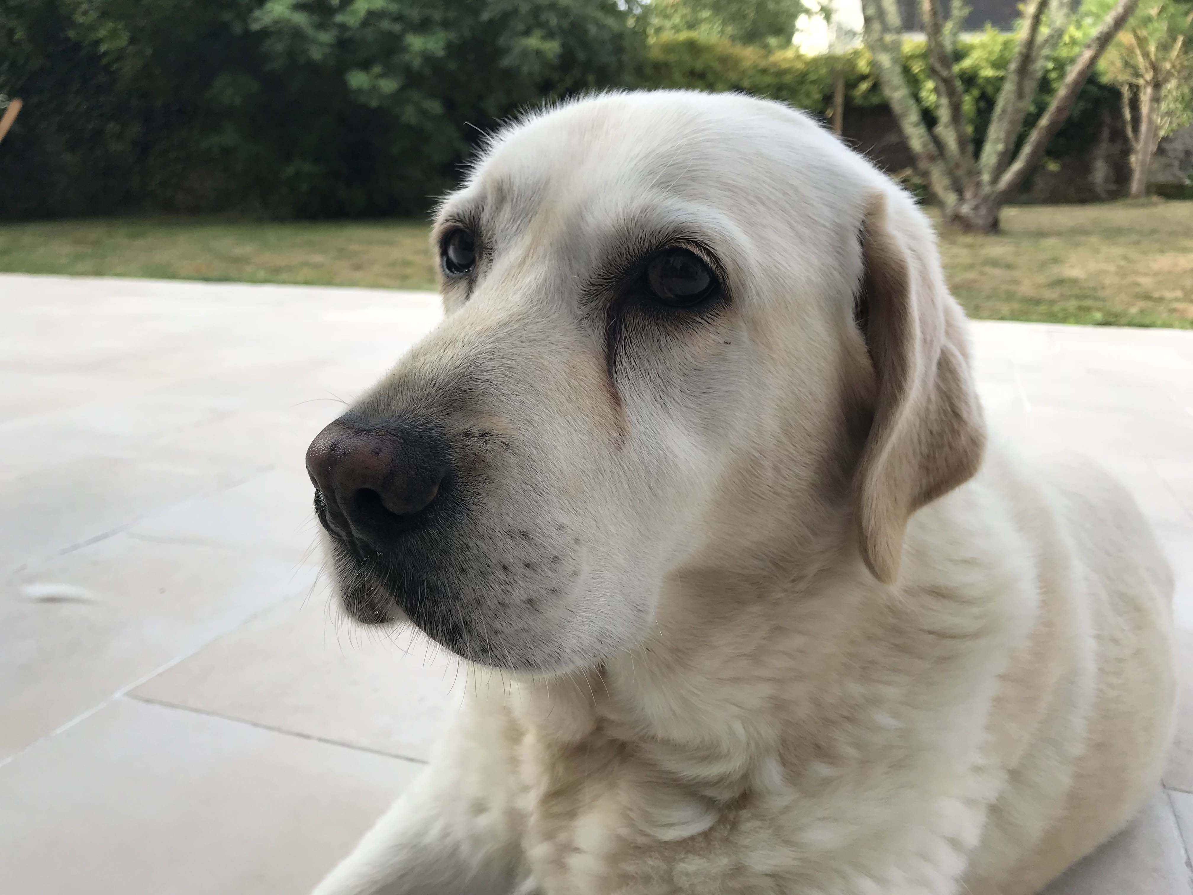 labrador couleur espérance de vie