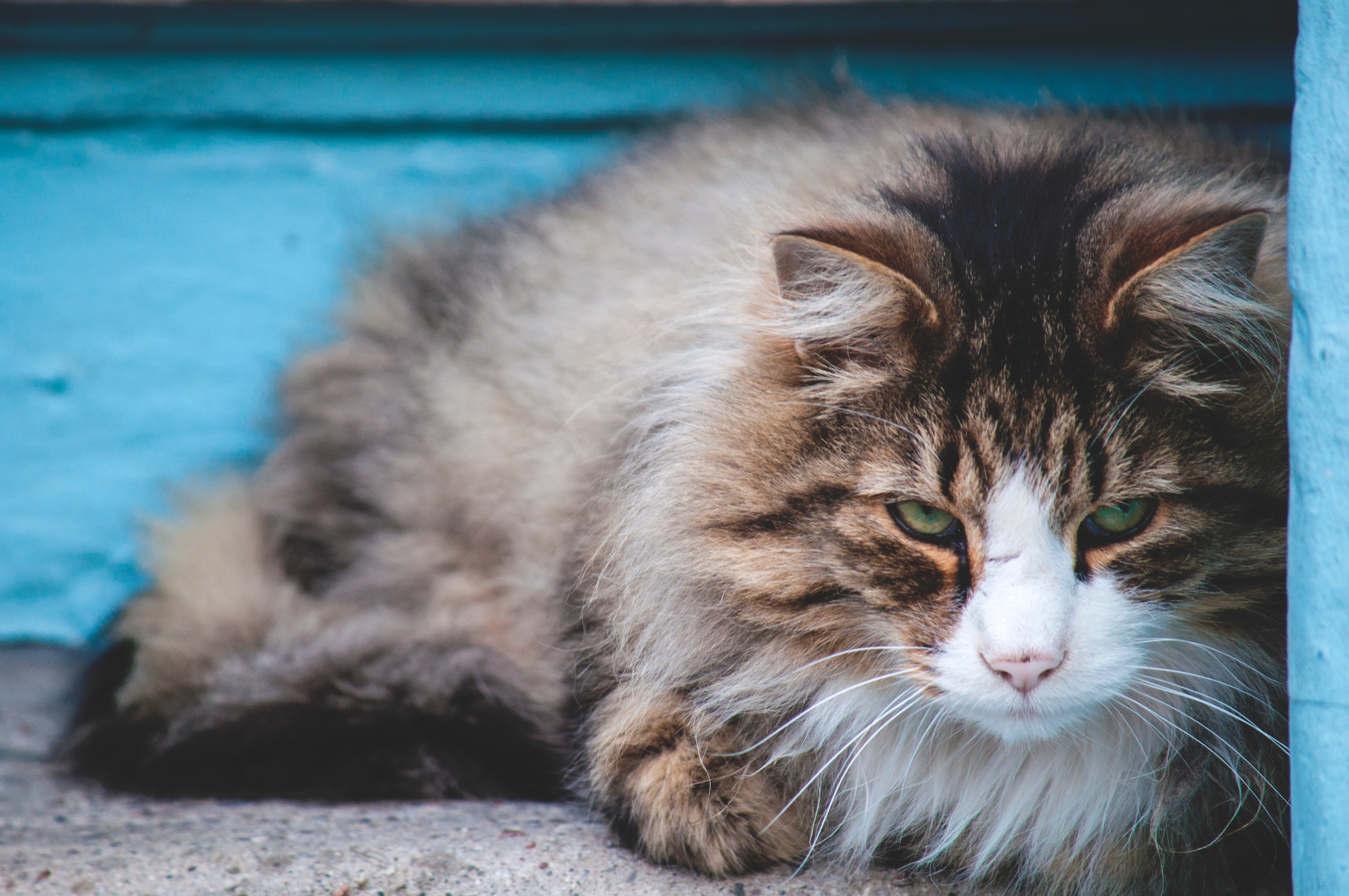 pancréatite chat