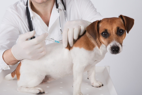 Chien Vaccin