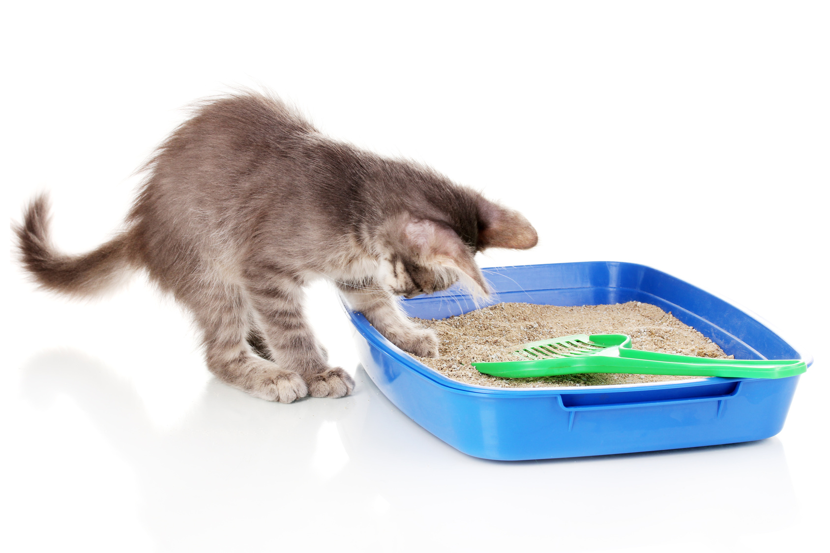 Chat Marquage