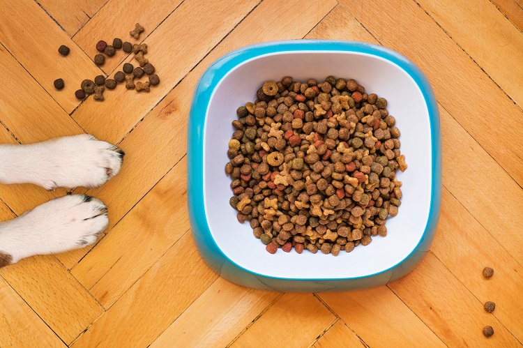 insectes croquettes alimentation chien chat