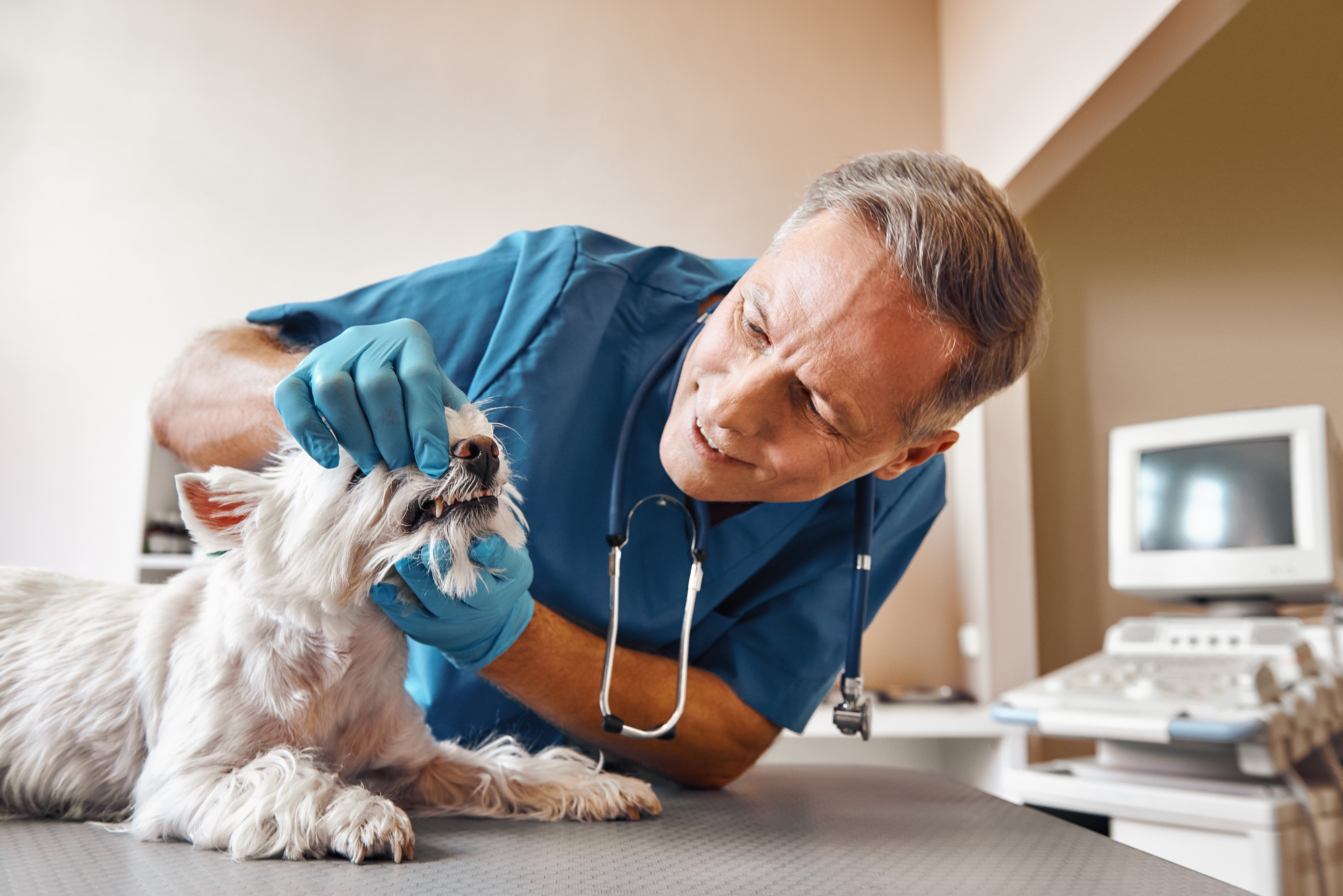 médecine préventive vétérinaire