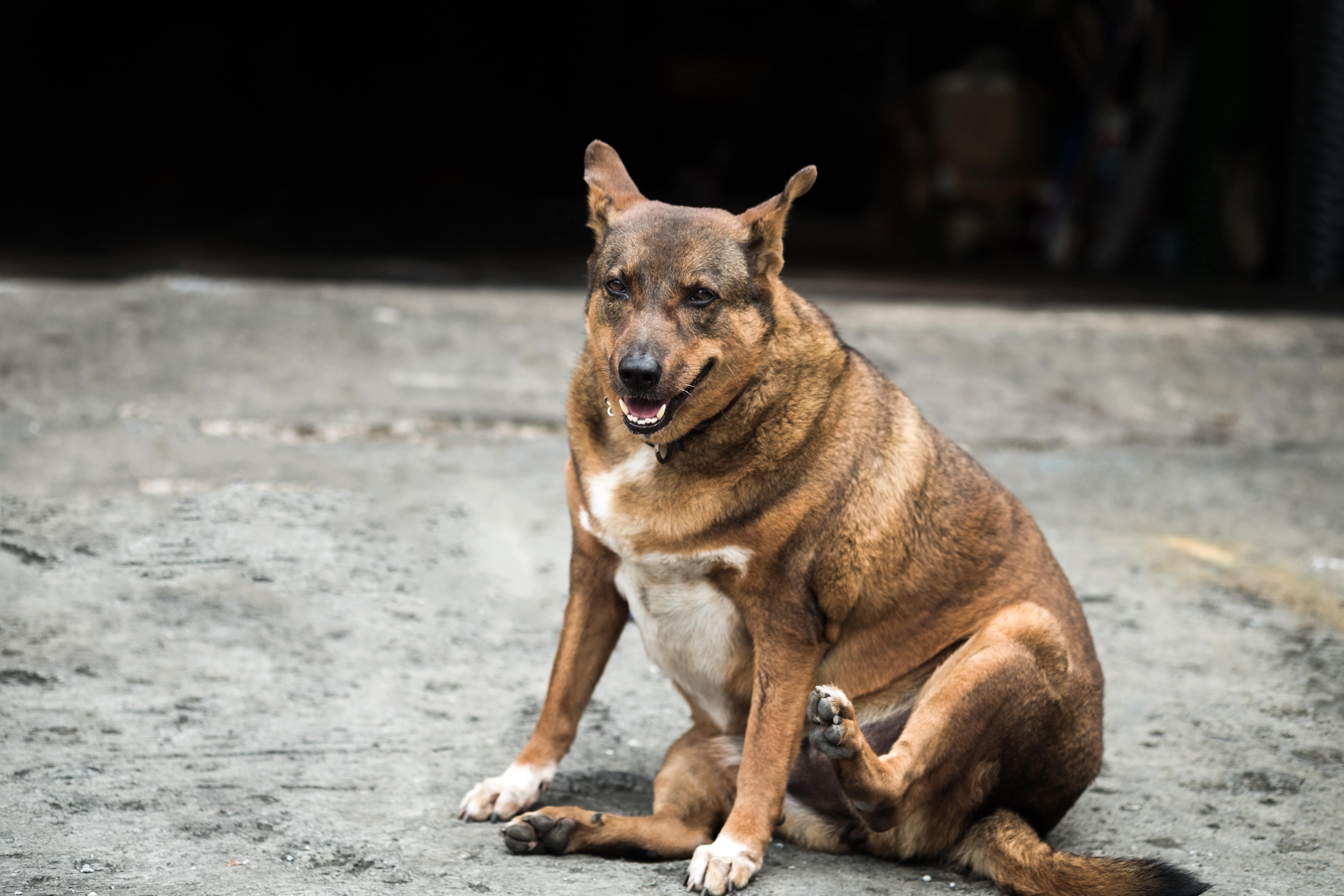 obésité chien