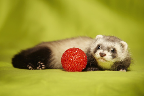 Furet Occuper