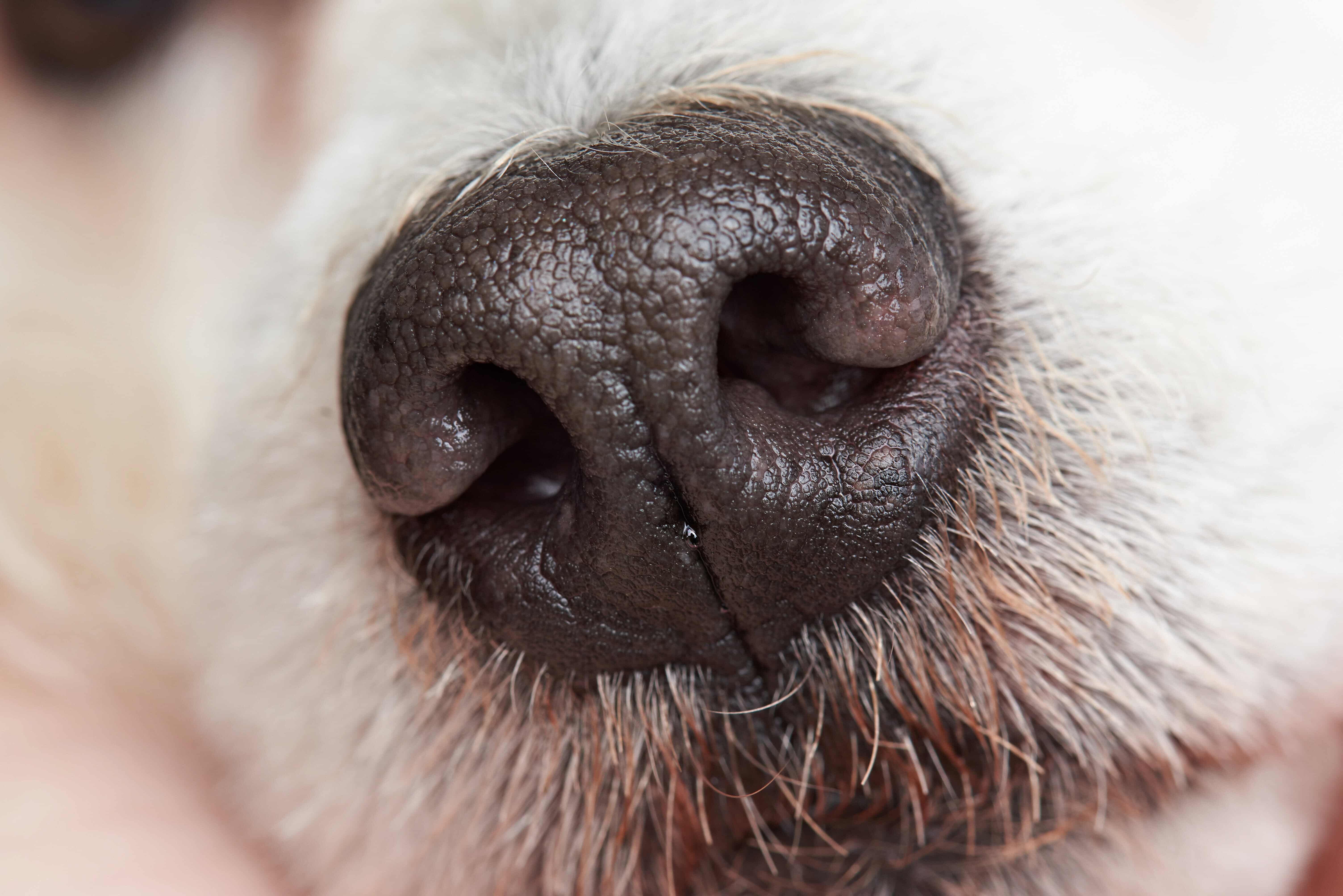 chien qui détecte le cancer