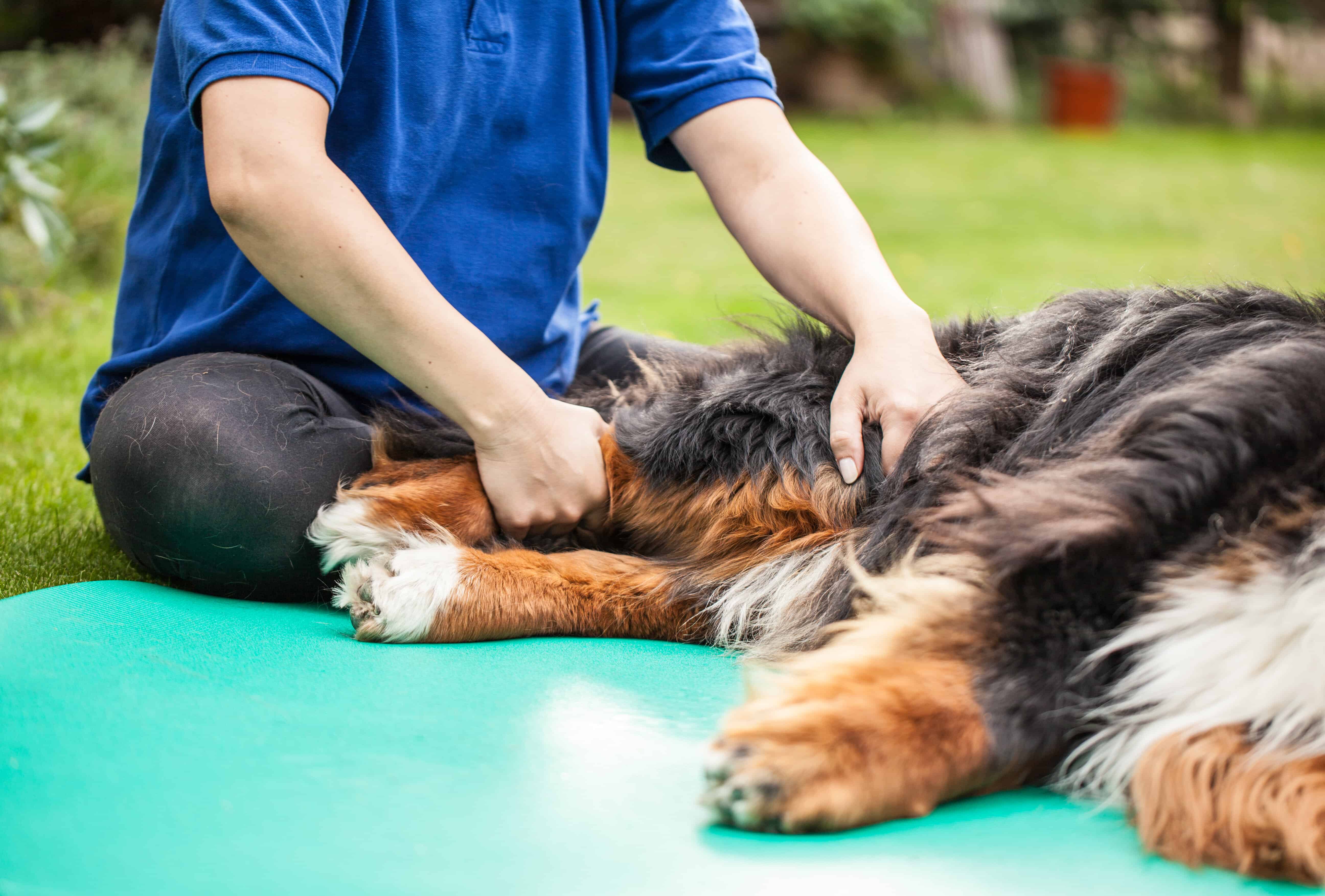 osthéopathie chien