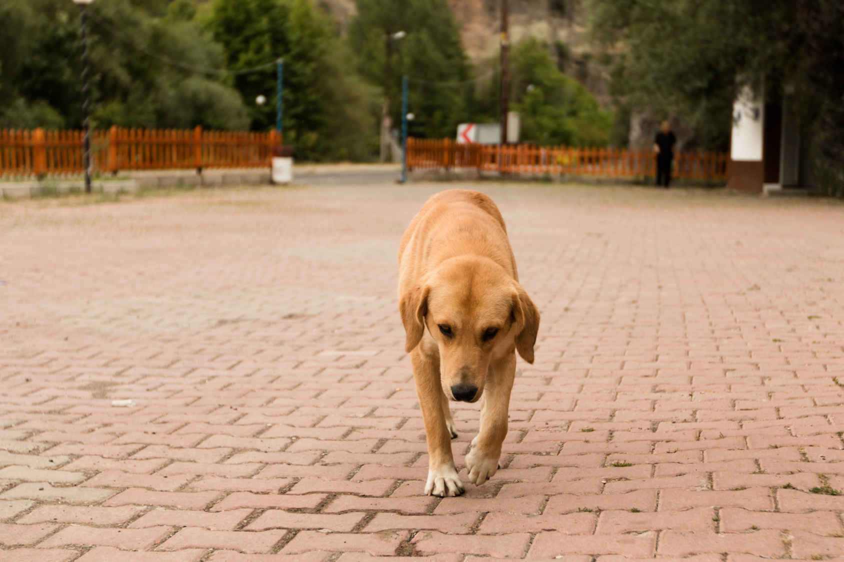 Chien perte