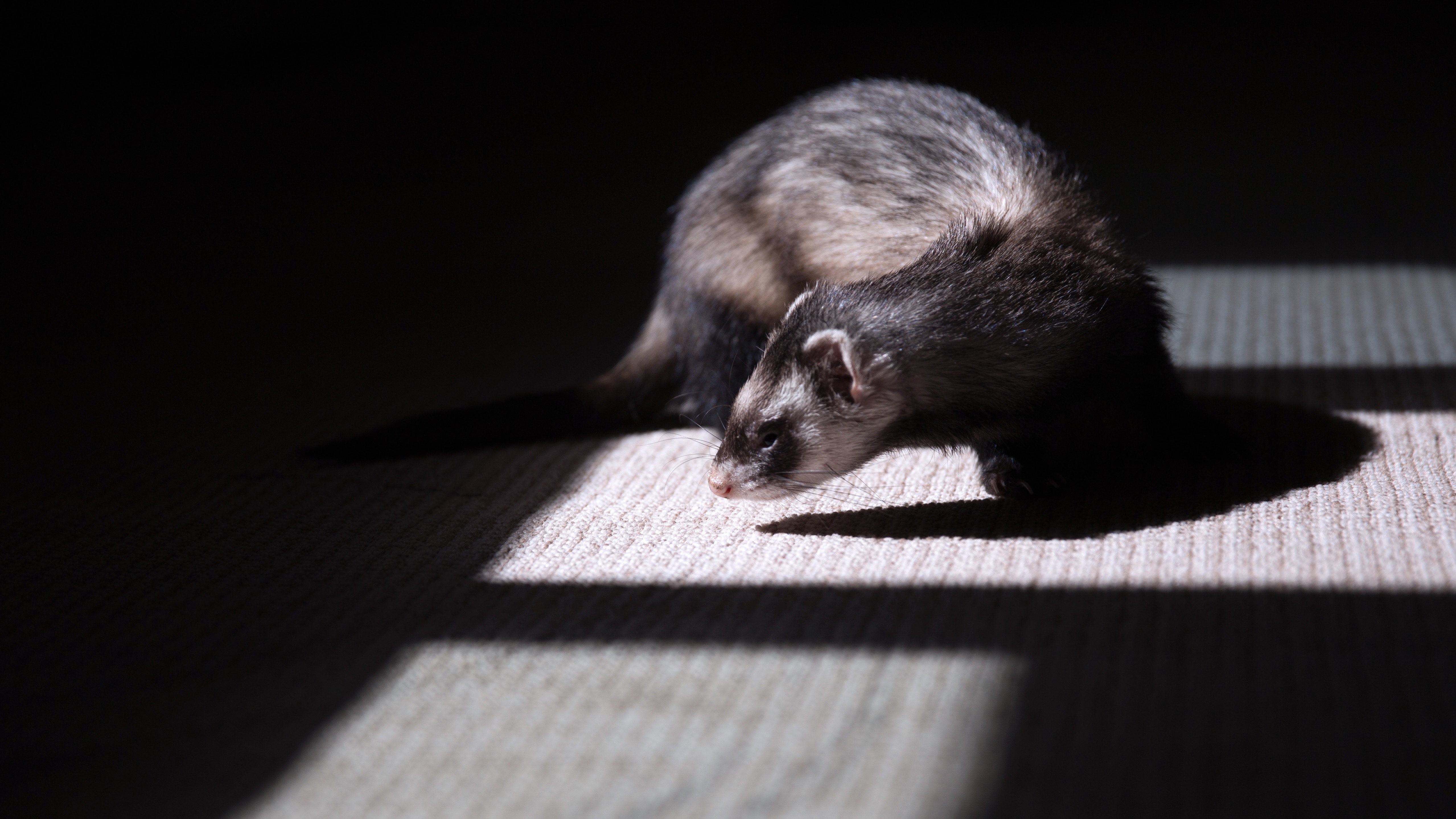 maladie carre furet