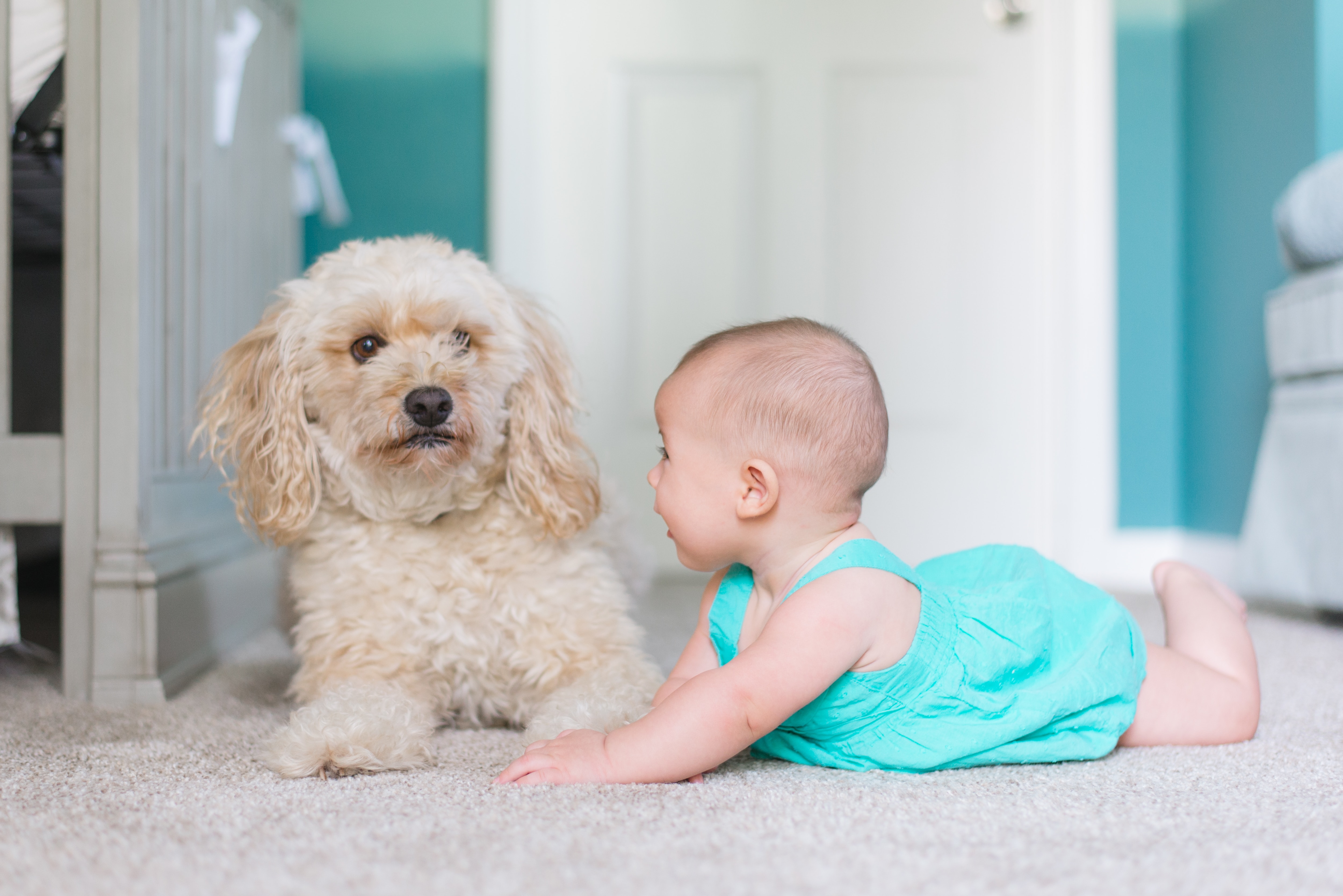 chien et bebe