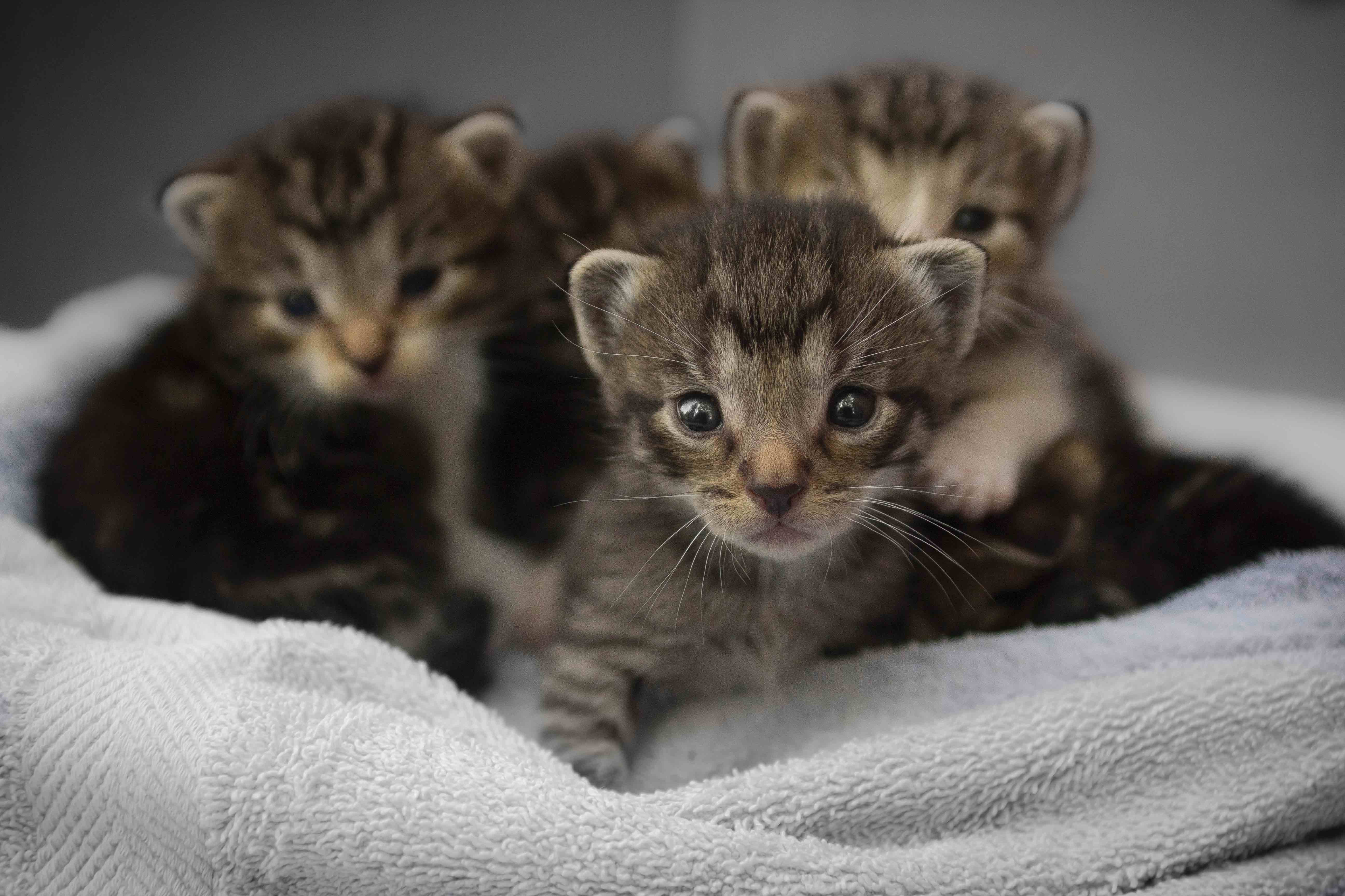 Sterilisation juvenile chats