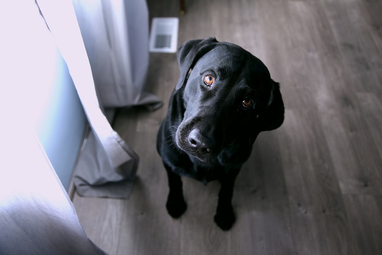 communication animale chien chat